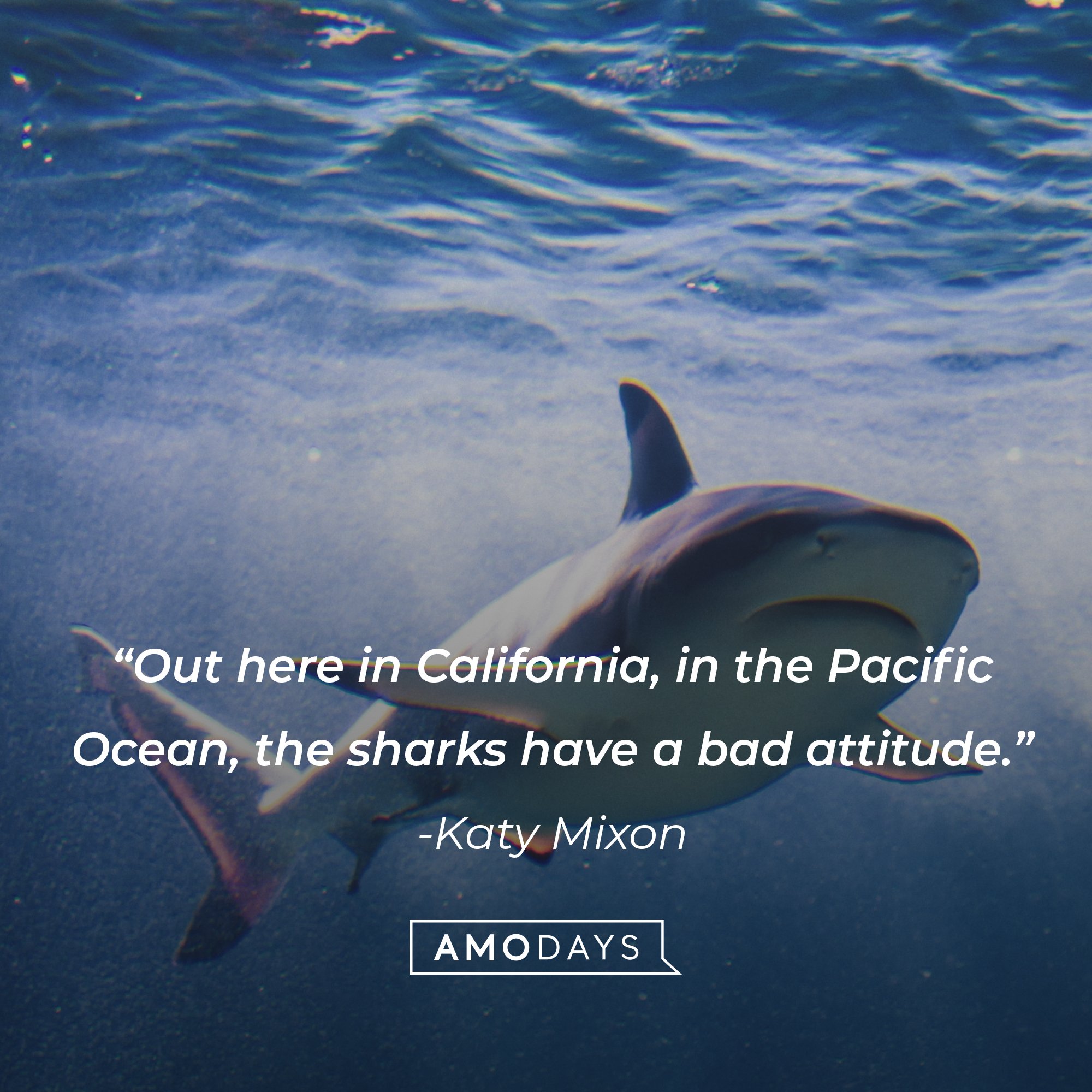 Katy Mixon's quote: “Out here in California, in the Pacific Ocean, the sharks have a bad attitude.” | Image: AmoDays