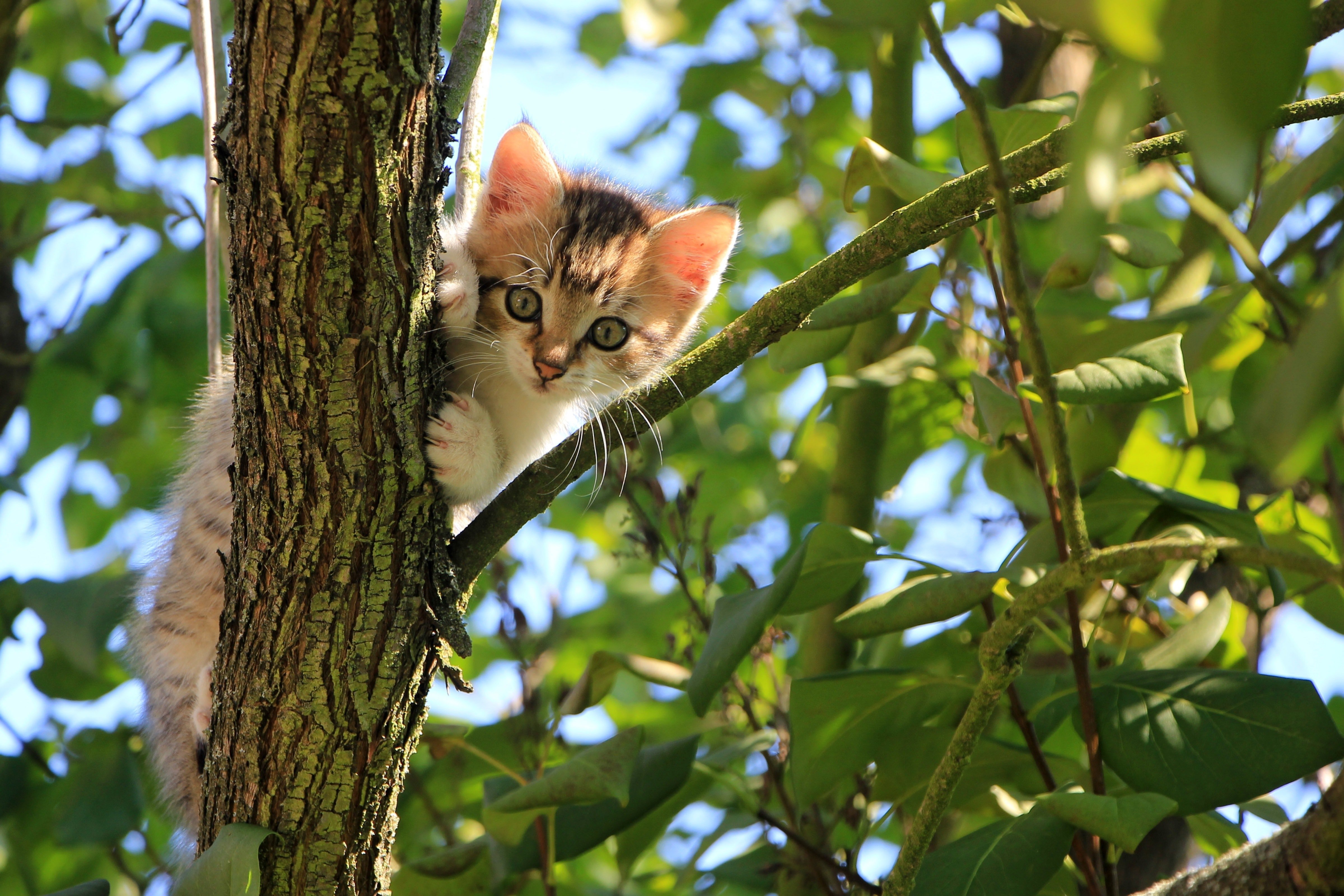 Mr. Hughes rescued the kitten. | Source: Pexels