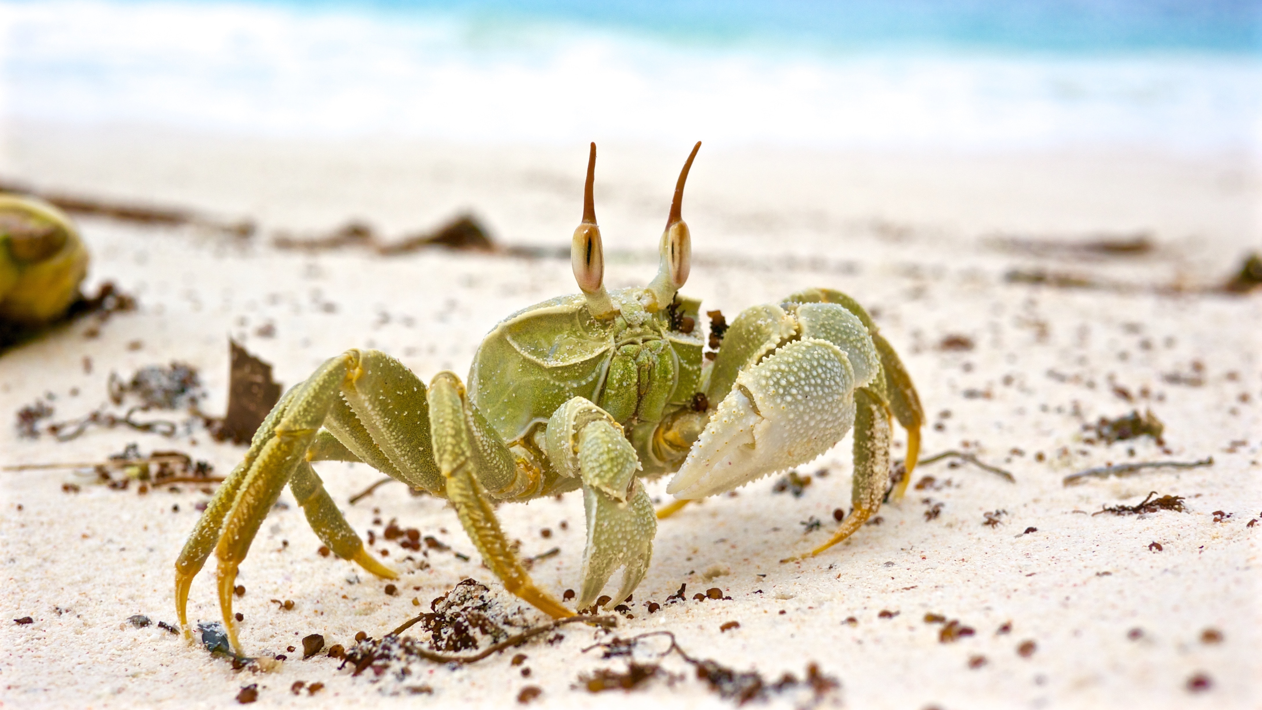 Crab on the beach. │ Source: Unsplash