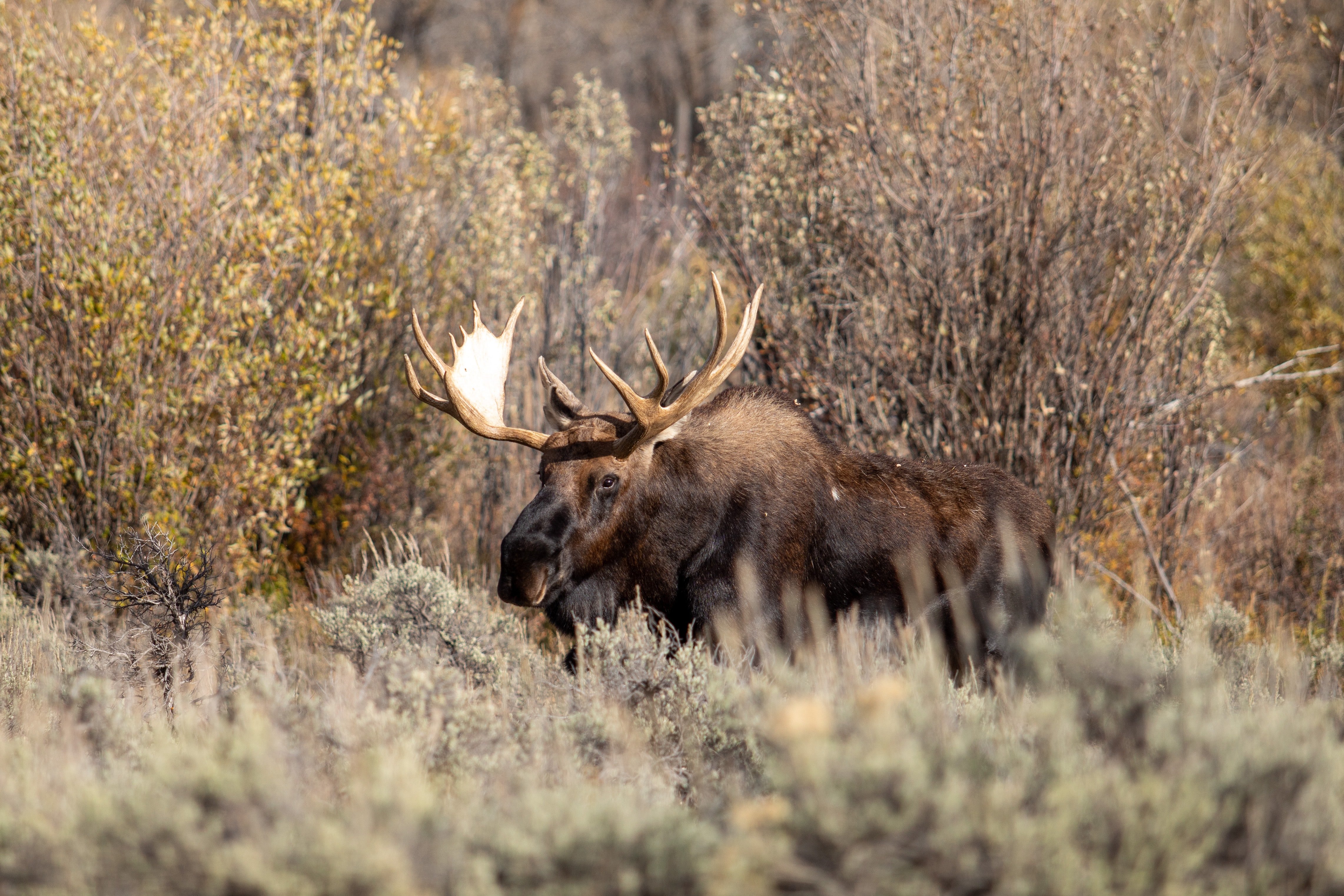 After hearing the rustle, Mike thought it was a moose in far sight. | Source: Unsplash