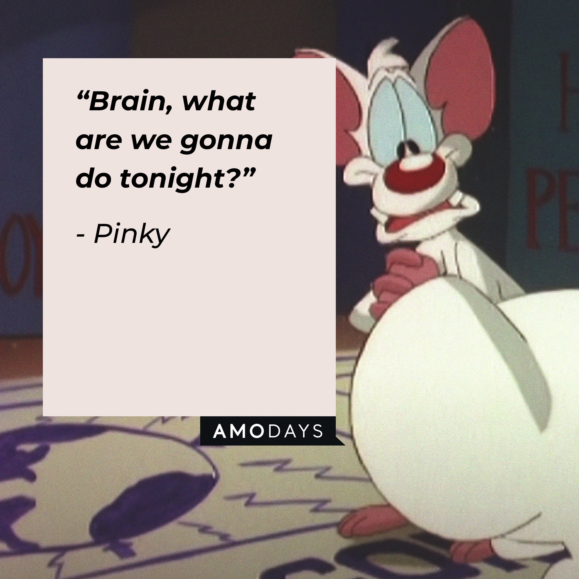  Pinky's quote: “Brain, what are we gonna do tonight?” | Image: AmoDays