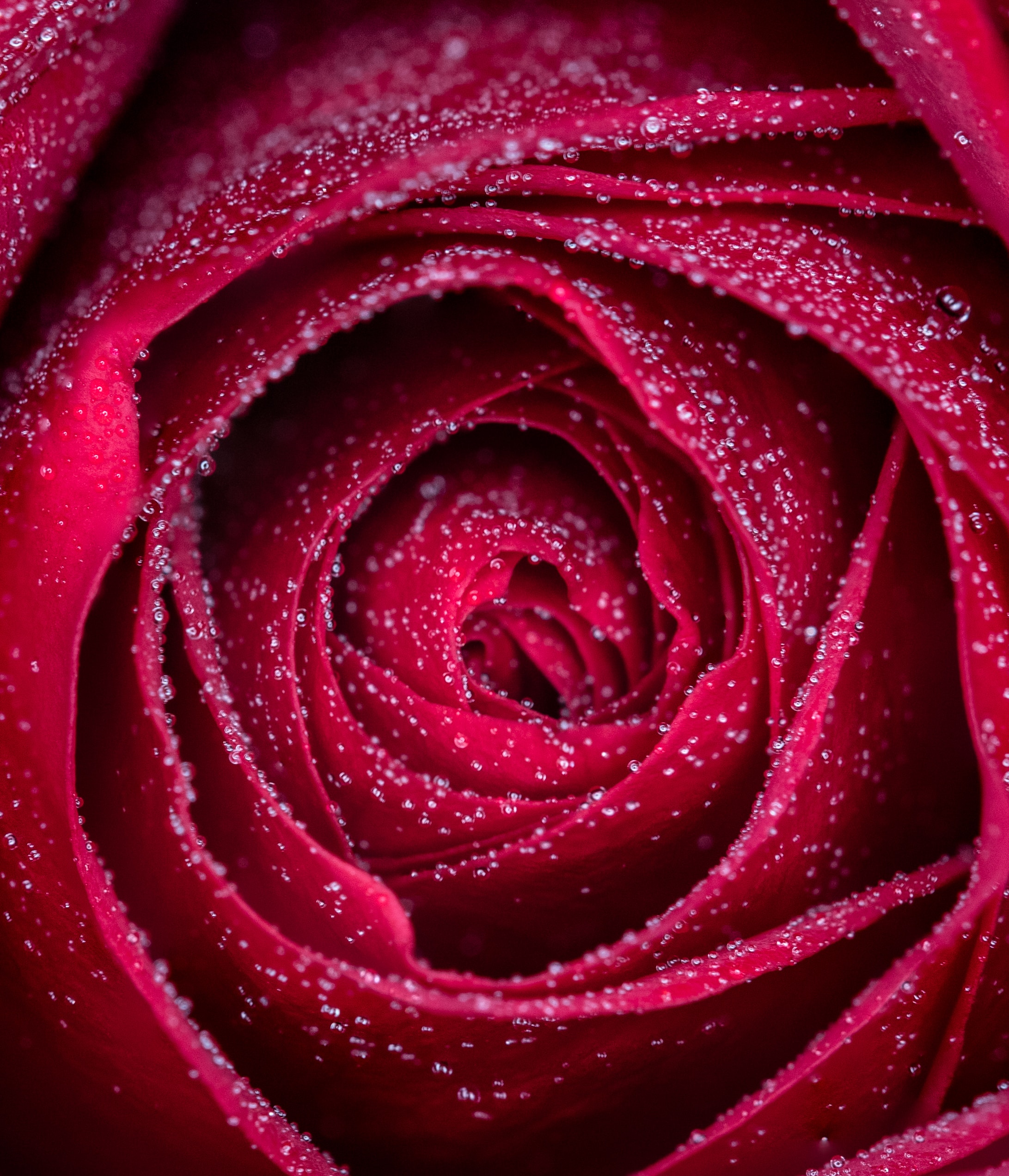 A red rose. | Source: Unsplash