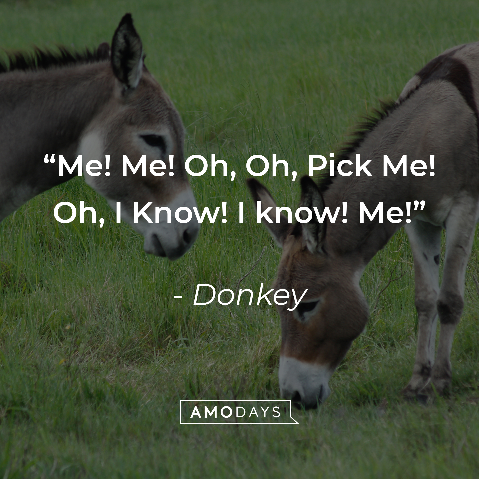 Donkey's quote: "Me! Me! Oh, Oh, Pick Me! Oh, I Know! I know! Me!" | Source: Unsplash
