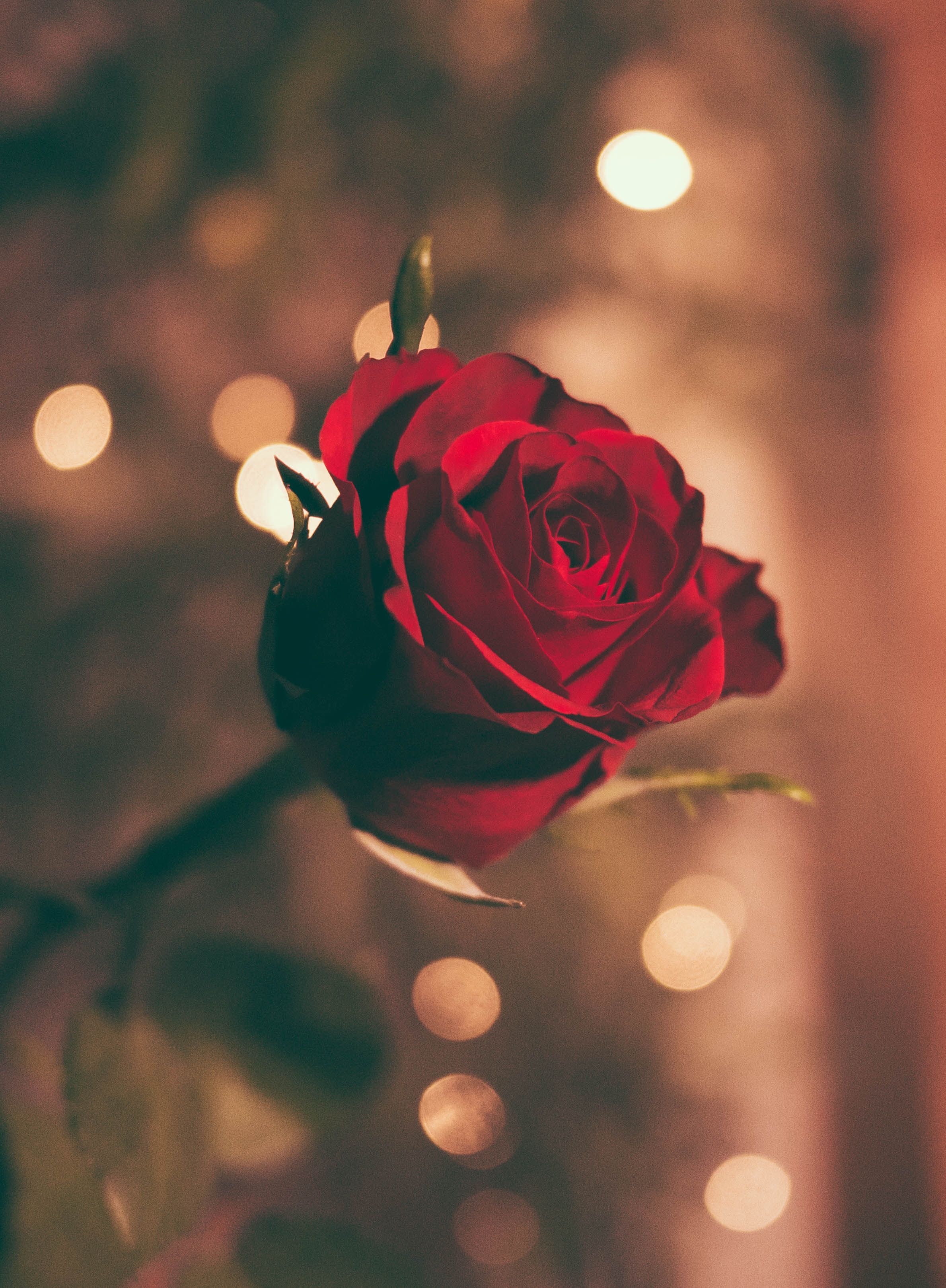A red rose. | Source: Unsplash