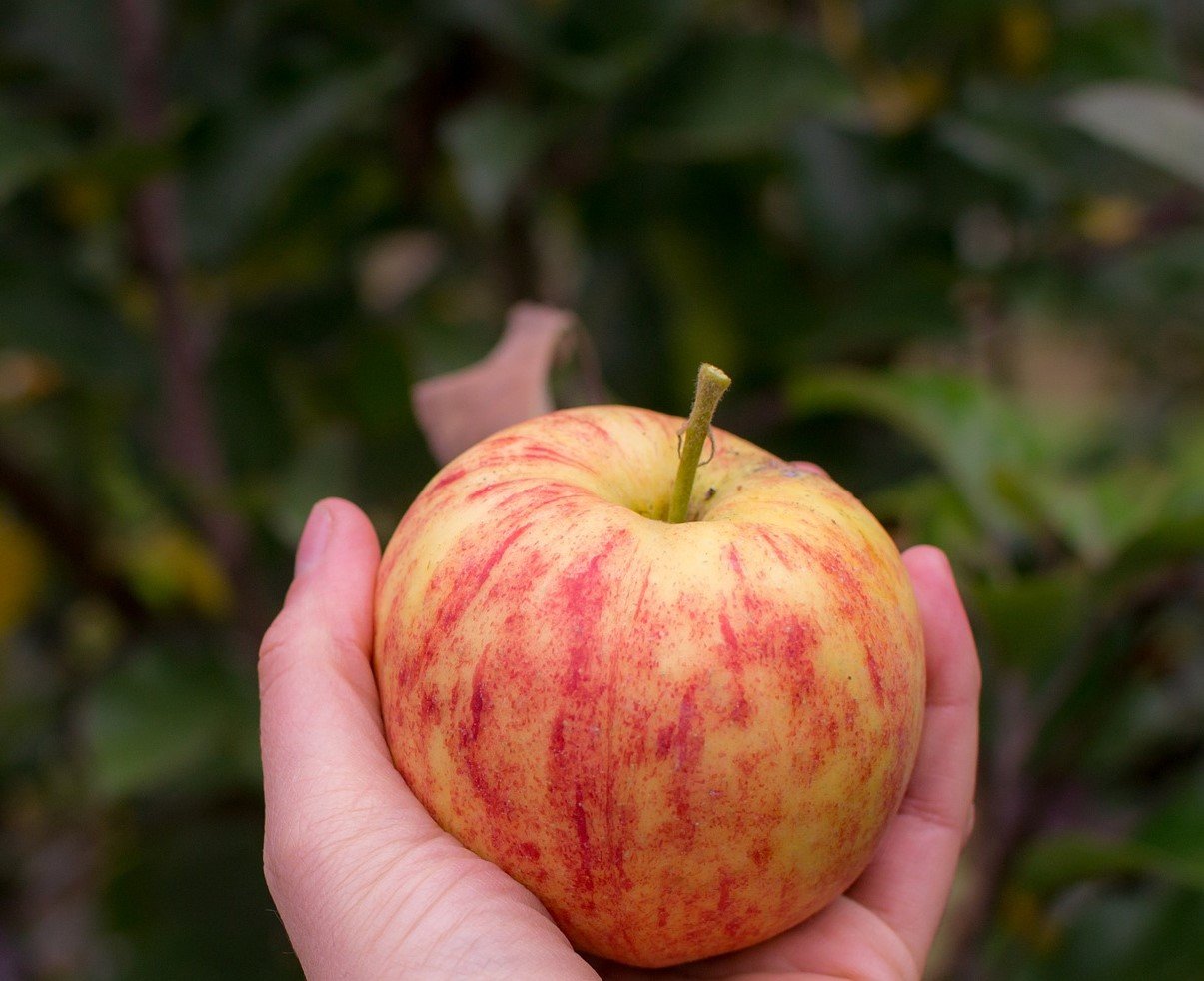 Mike saw a little boy hastily pick the apples. | Source: Pixabay