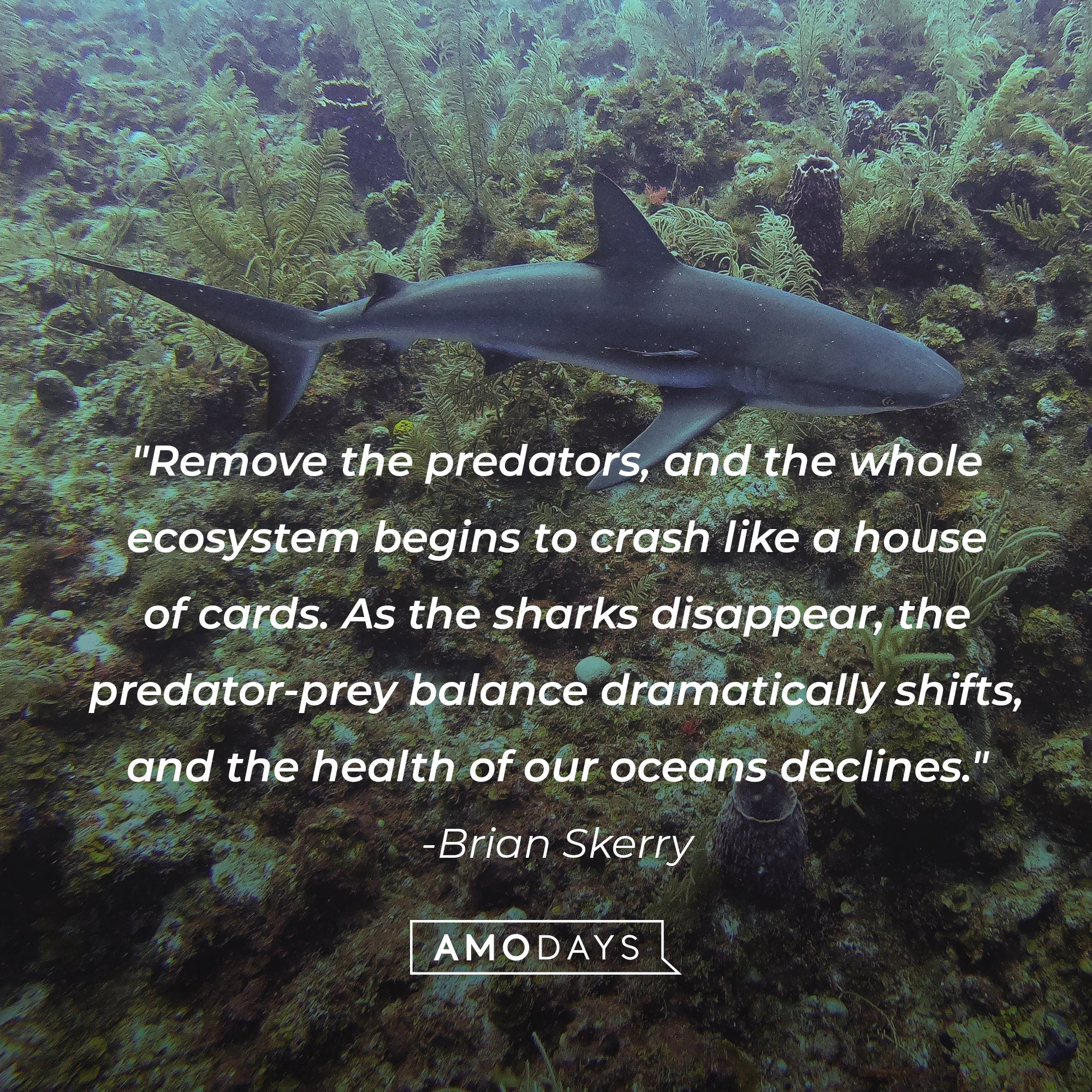 Brian Skerry's quote: "Remove the predators, and the whole ecosystem begins to crash like a house of cards. As the sharks disappear, the predator-prey balance dramatically shifts, and the health of our oceans declines." | Image: AmoDays