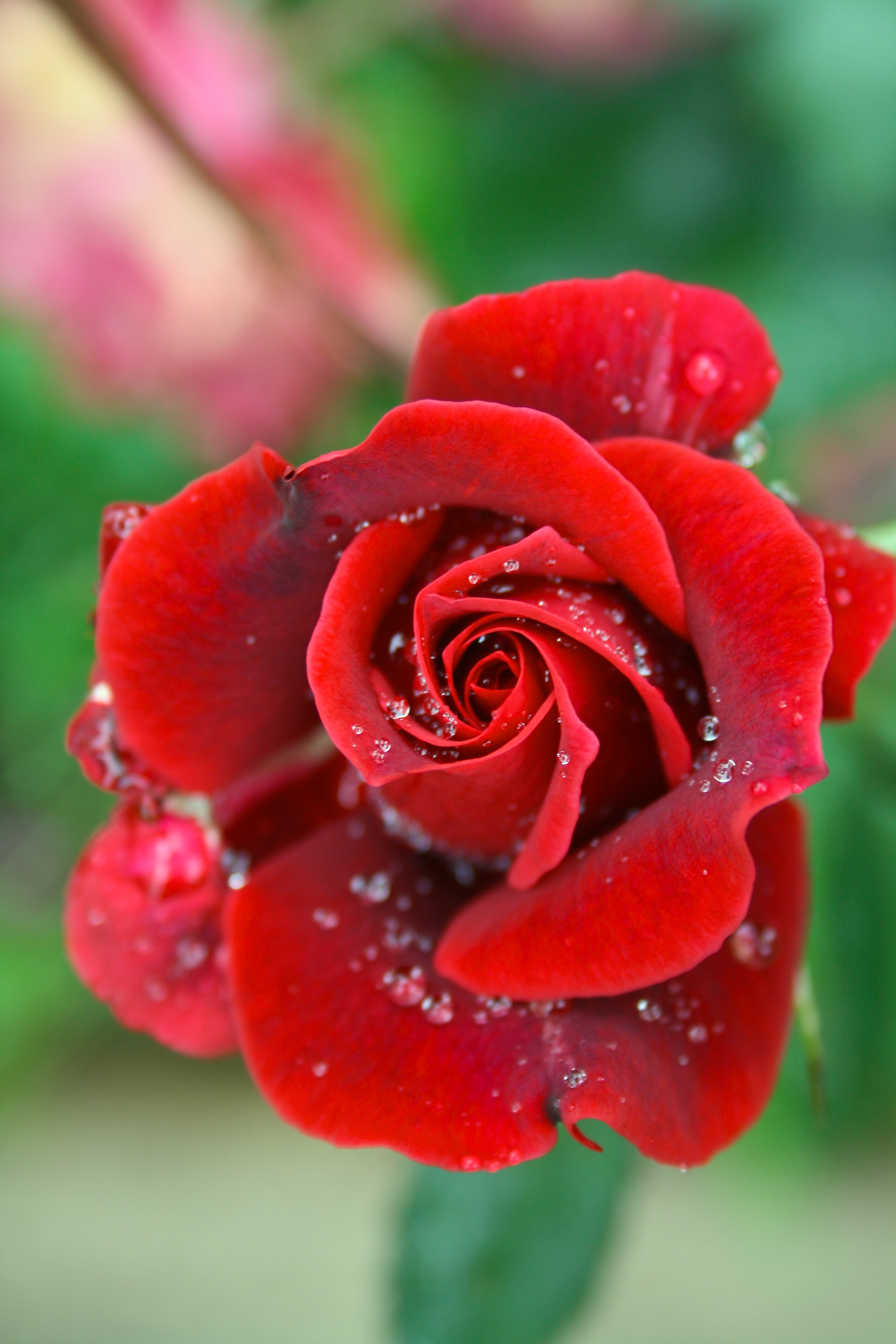 A red rose. | Source: Unsplash