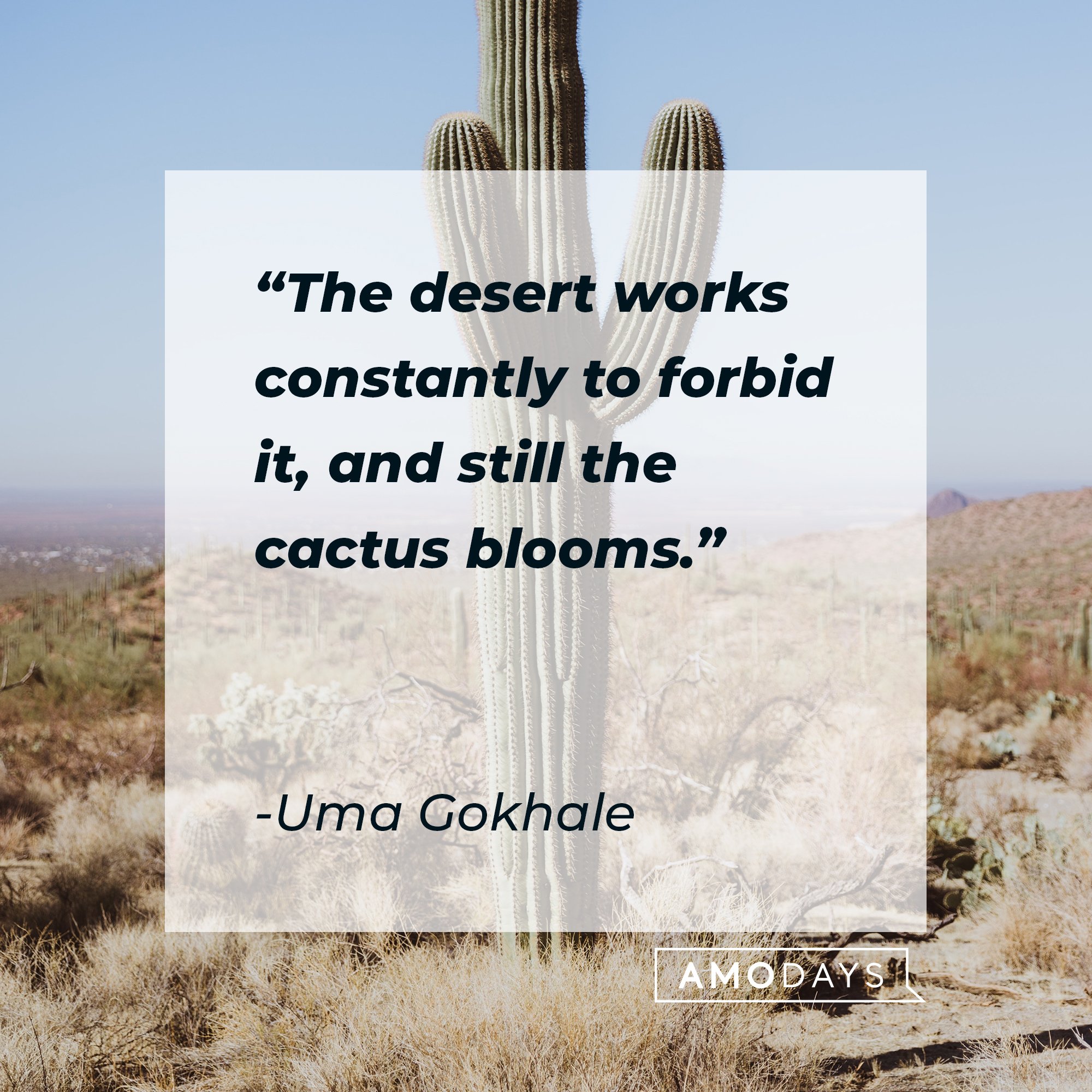  Uma Gokhale’s quote: "The desert works constantly to forbid it, and still the cactus blooms."  | Image: AmoDays