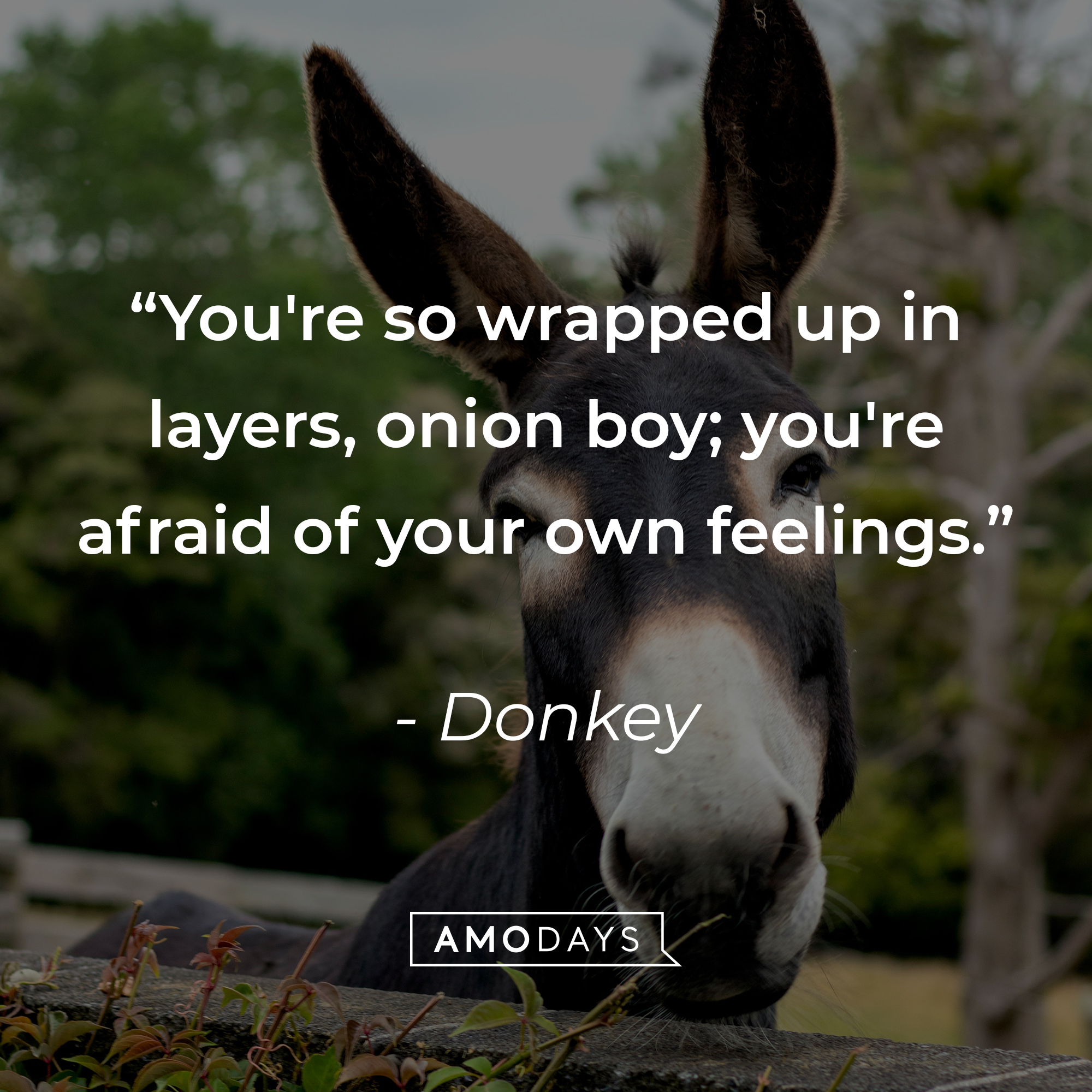 Donkey's quote: "You're so wrapped up in layers, onion boy; you're afraid of your own feelings." | Source: Unsplash