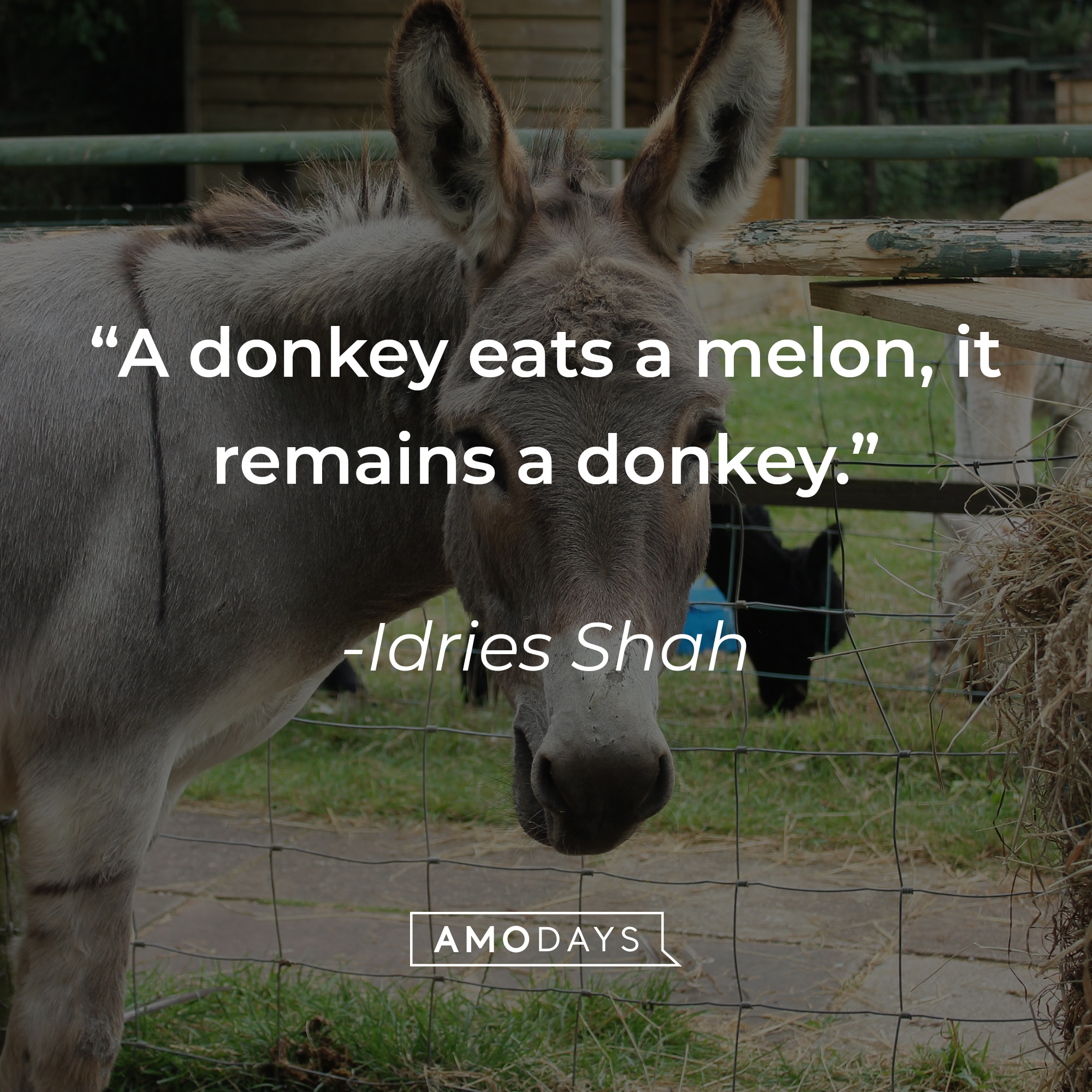 Idries Shah's quote: "A donkey eats a melon, it remains a donkey." | Source: Unsplash