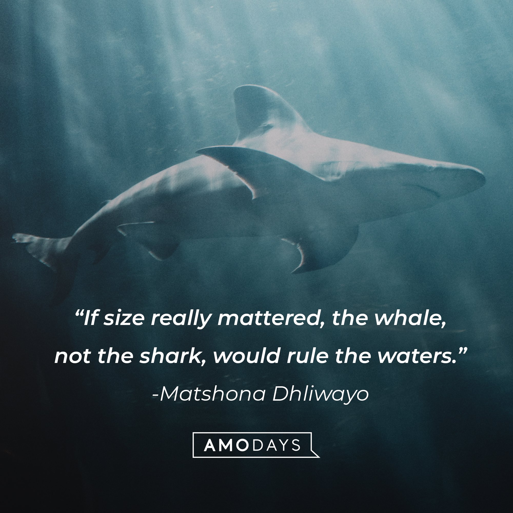 Matshona Dhliwayo's quote: “If size really mattered, the whale, not the shark, would rule the waters.” | Image: AmoDays  