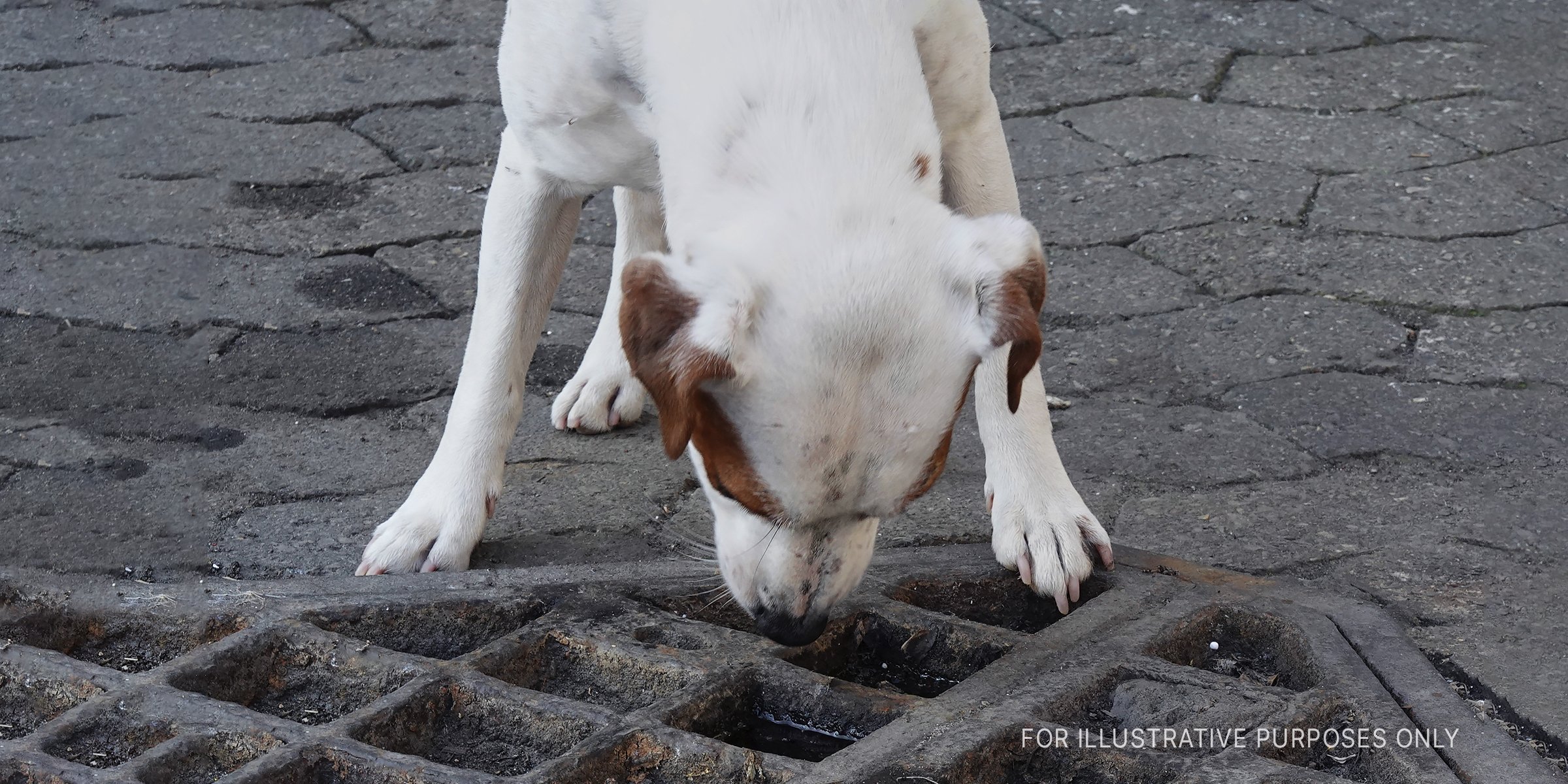 Getty Images | Dog looking through a sewer