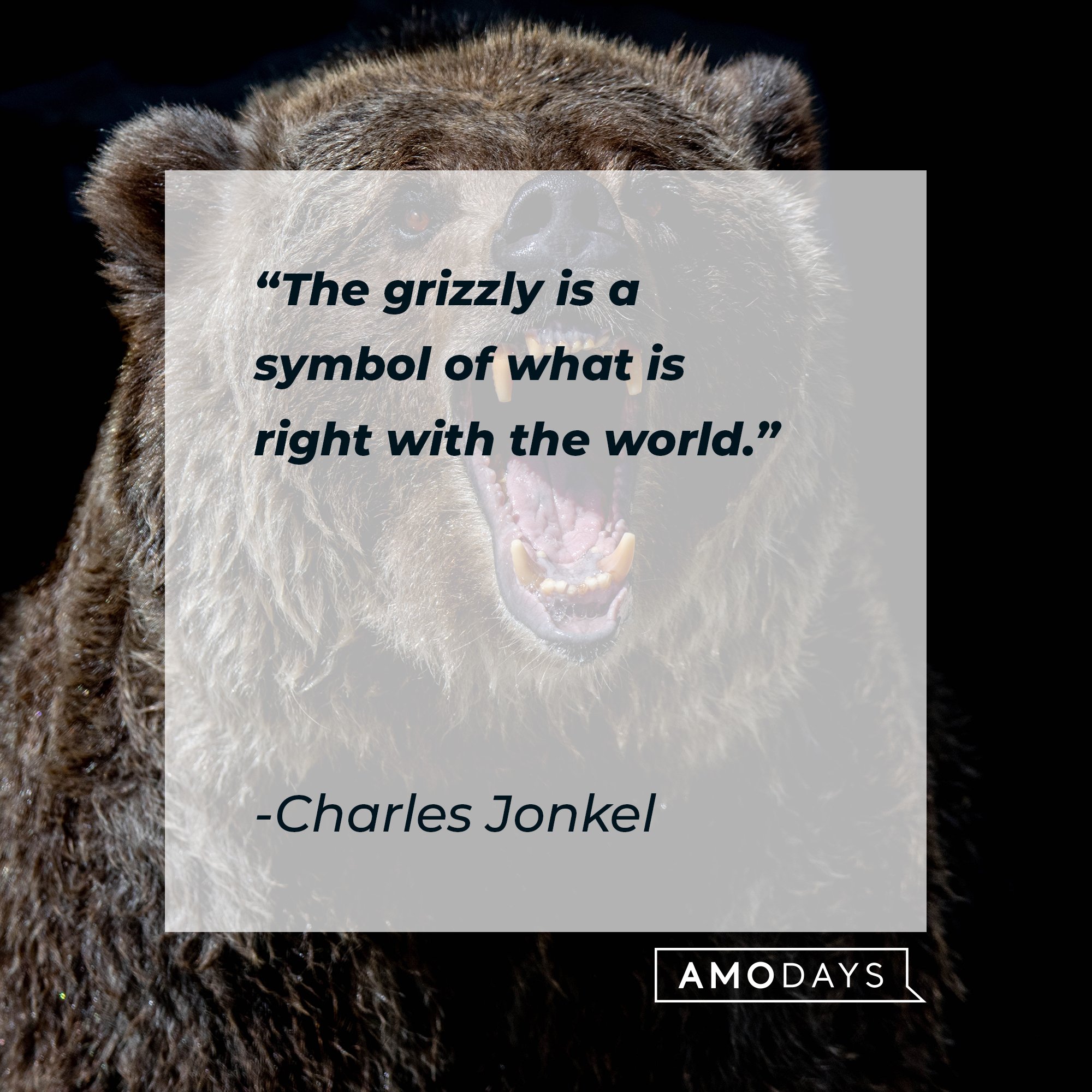 Charles Jonkel’s quote: "The grizzly is a symbol of what is right with the world." | Image: AmoDays