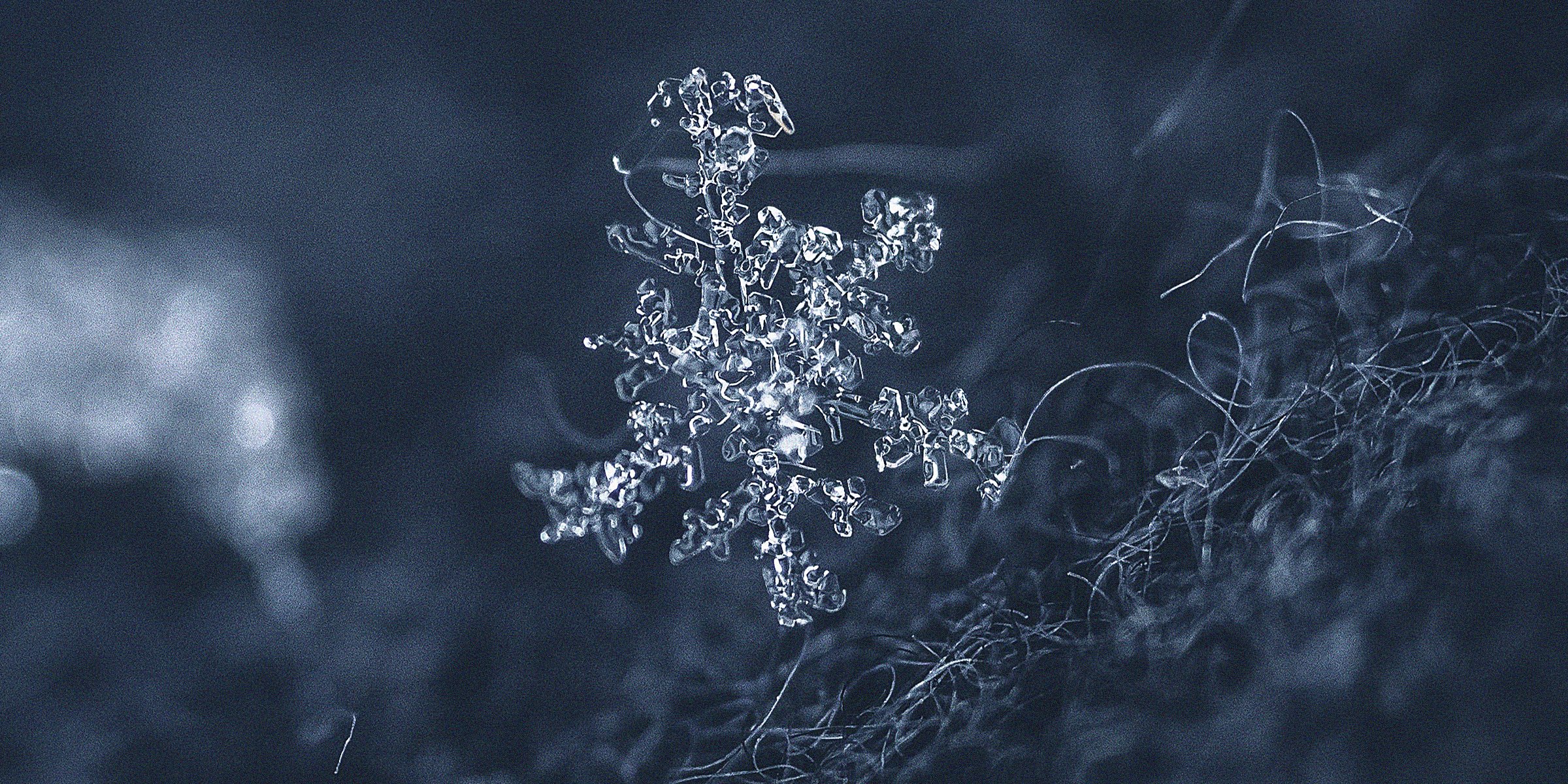 A snowflake | Image: AmoDays