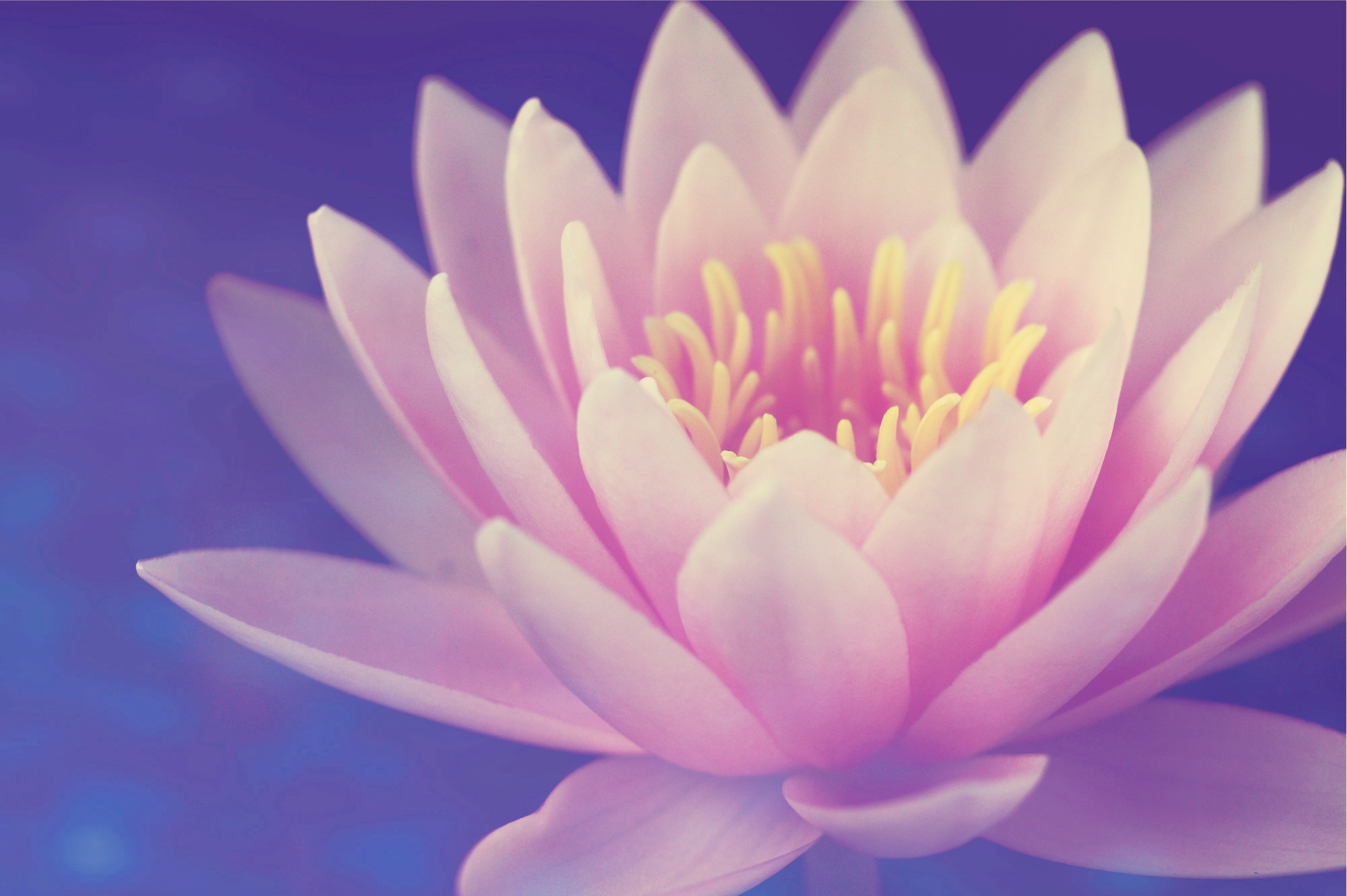 A Lotus. | Source: Pexels