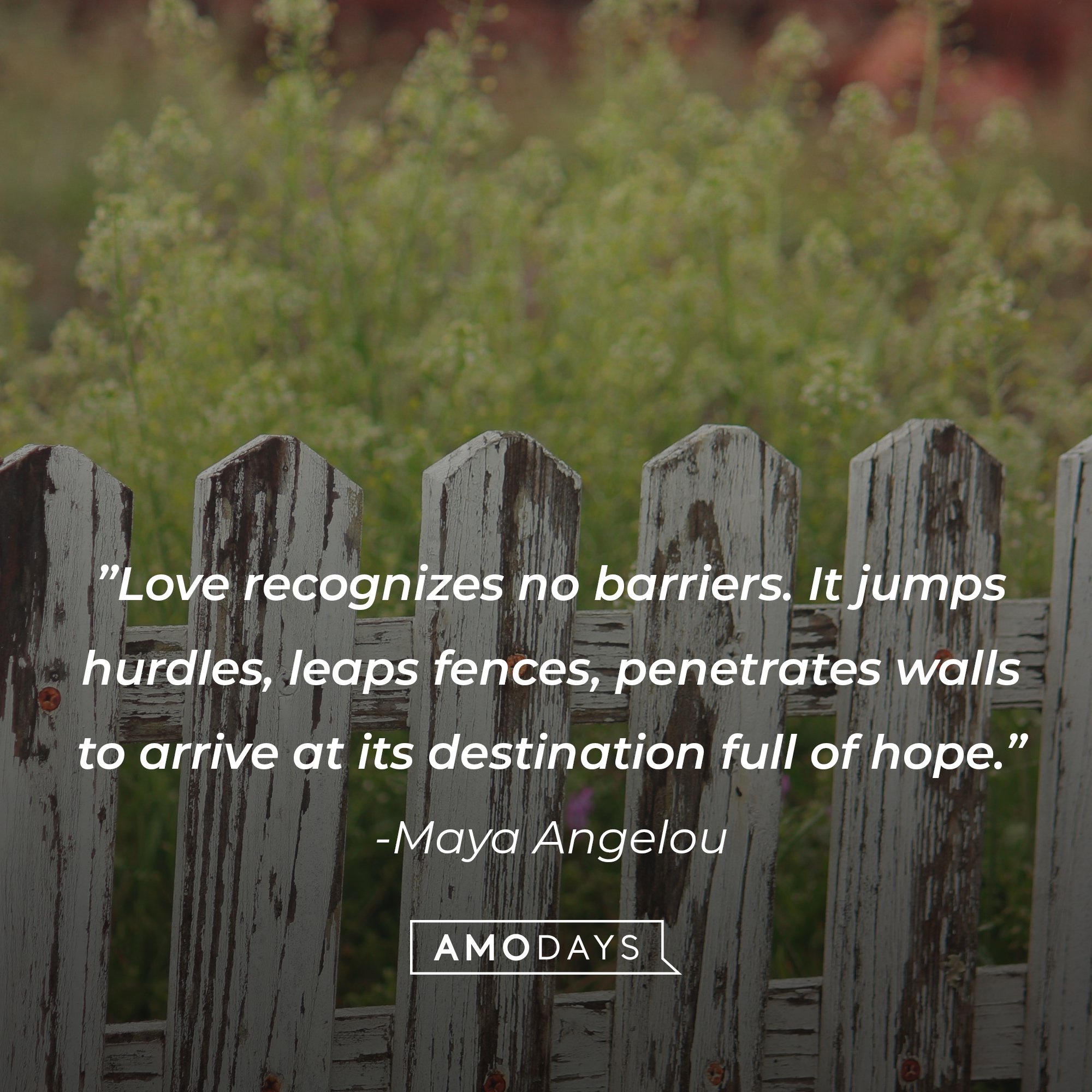 Maya Angelou's quote: ”Love recognizes no barriers. It jumps hurdles, leaps fences, penetrates walls to arrive at its destination full of hope.” | Image: AmoDays