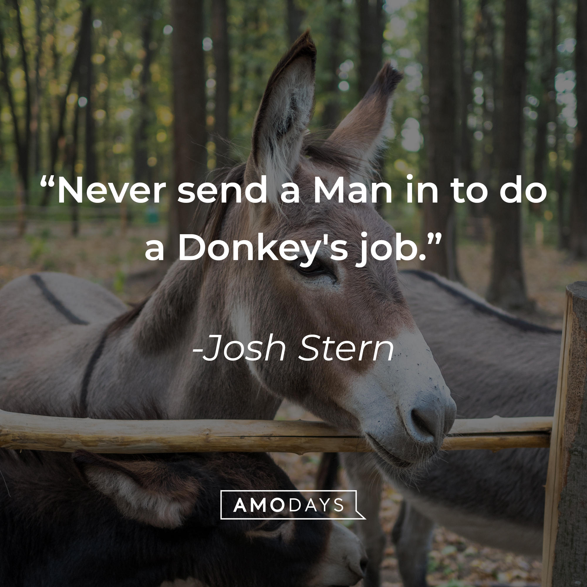 Josh Stern's quote: "Never send a Man in to do a Donkey's job." | Source: Unsplash