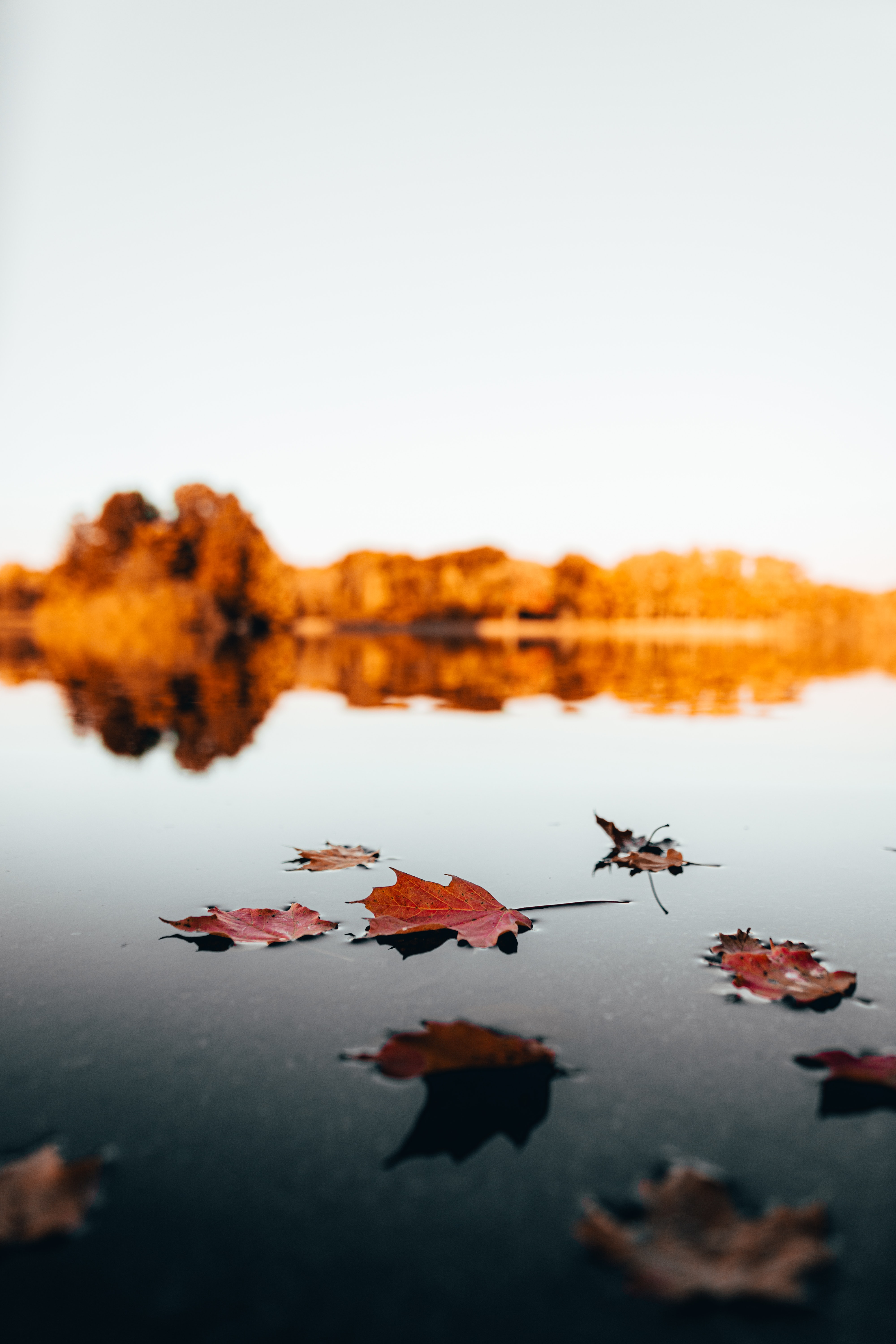 Autumn leaves floating on water. │Source: Pexels