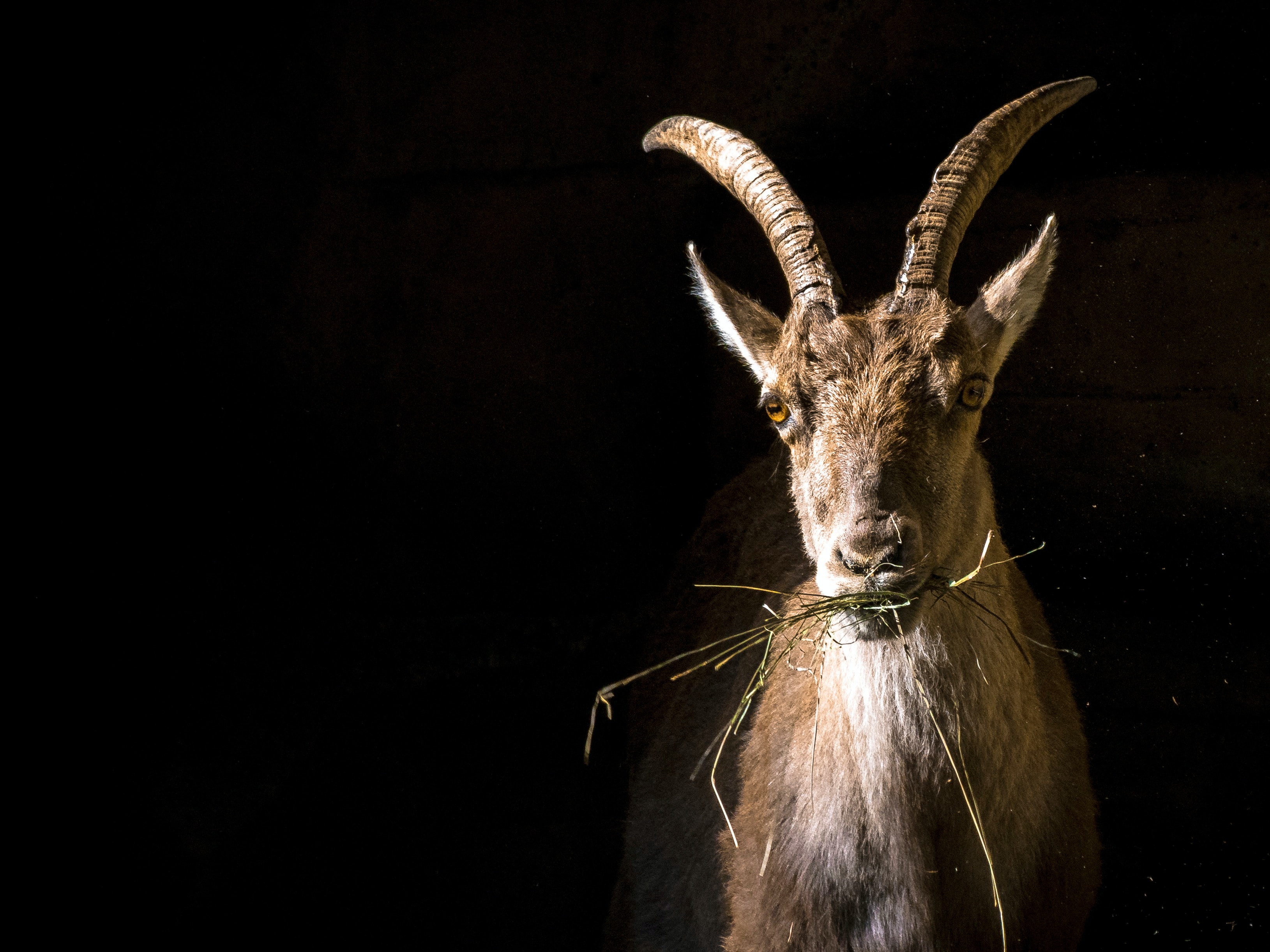 A goat. | Source: Unsplash