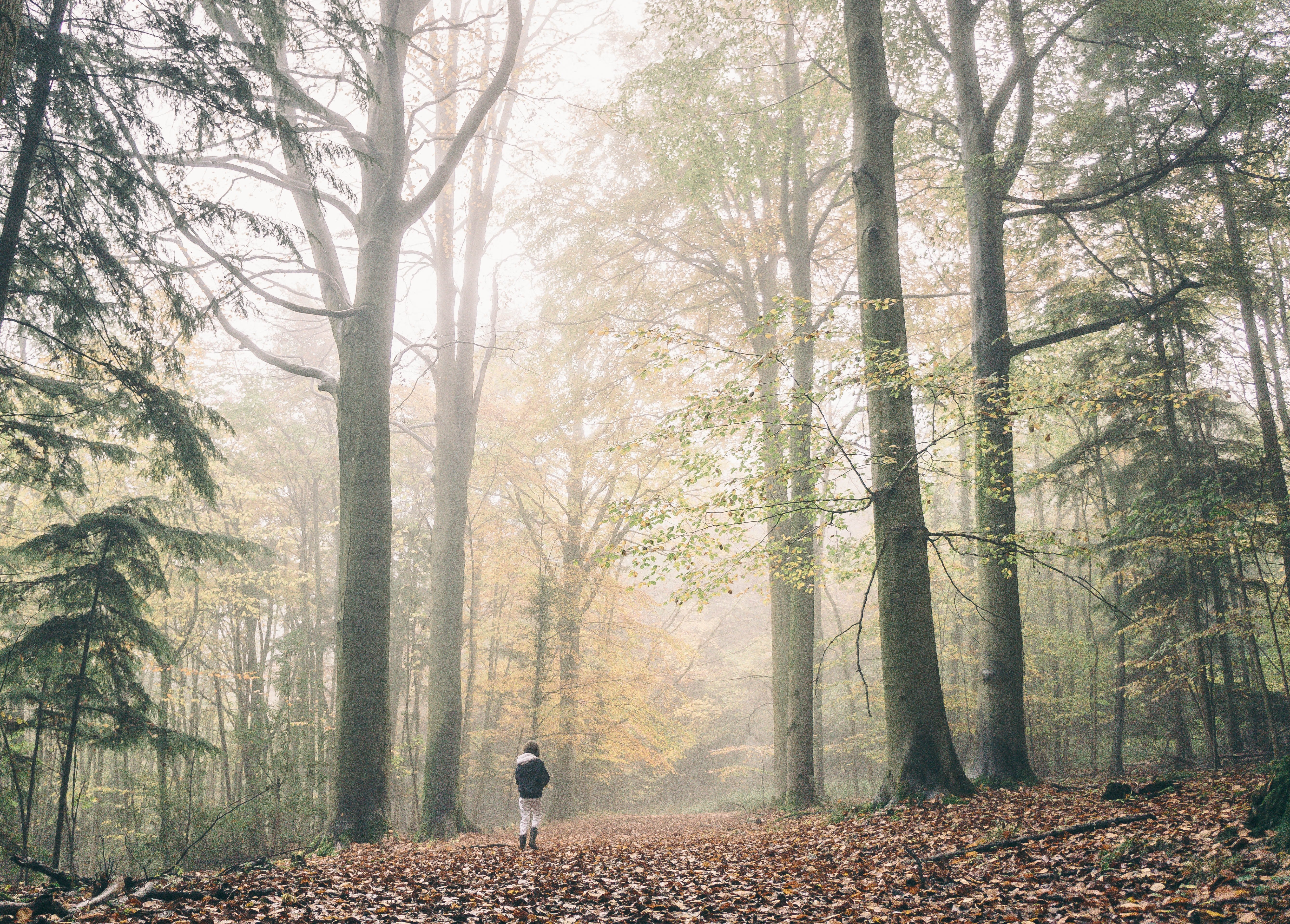 Justin's parents had strictly prohibited him from going to the woods near their house. | Source: Unsplash