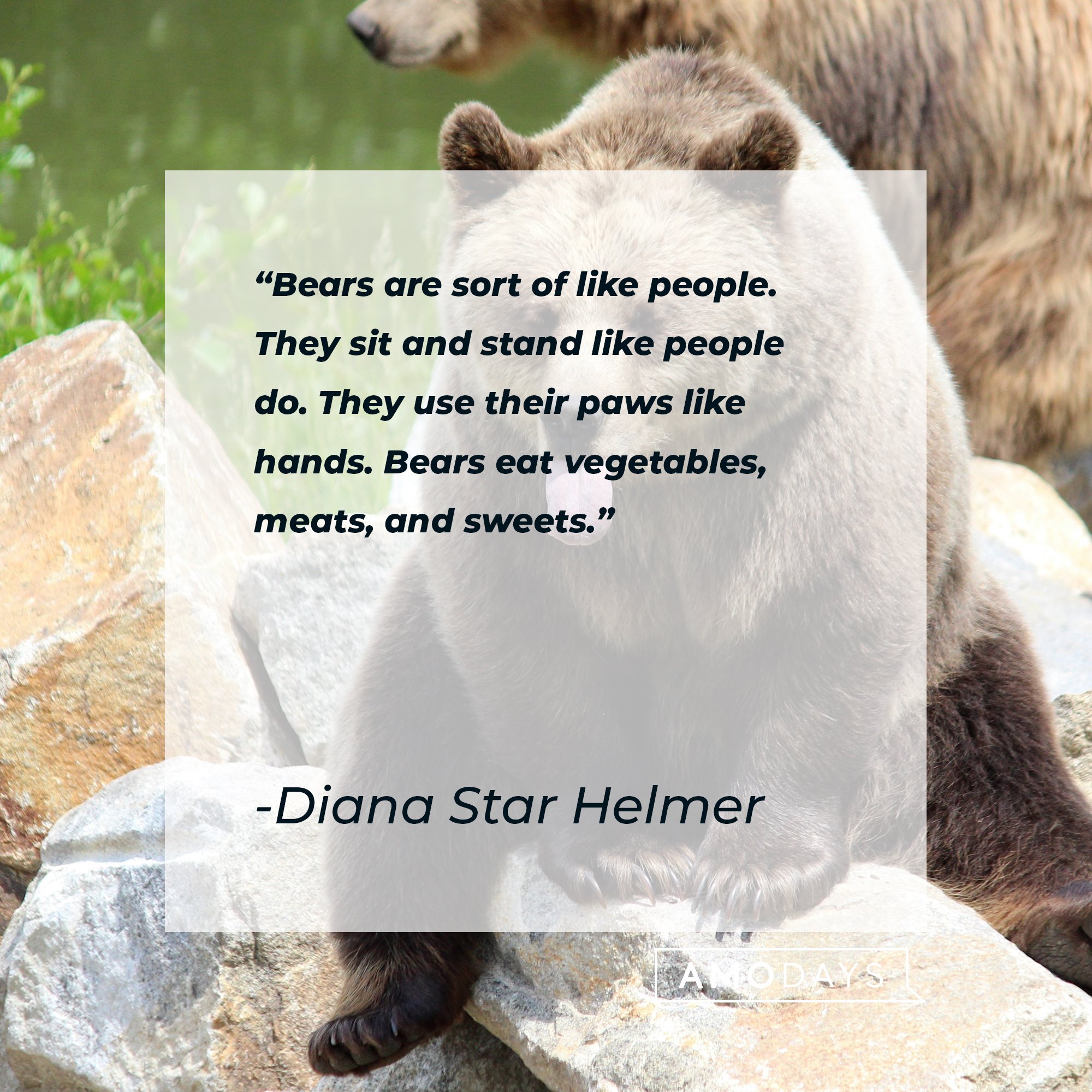 Diana Star Helmer's quote: “Bears are sort of like people. They sit and stand like people do. They use their paws like hands. Bears eat vegetables, meats, and sweets."  | Image: AmoDays