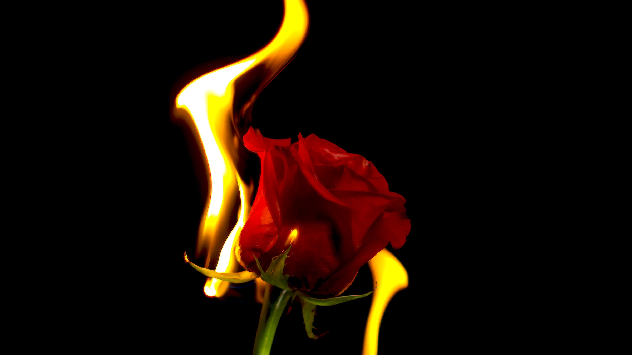 A rose on fire. | Source: Unsplash