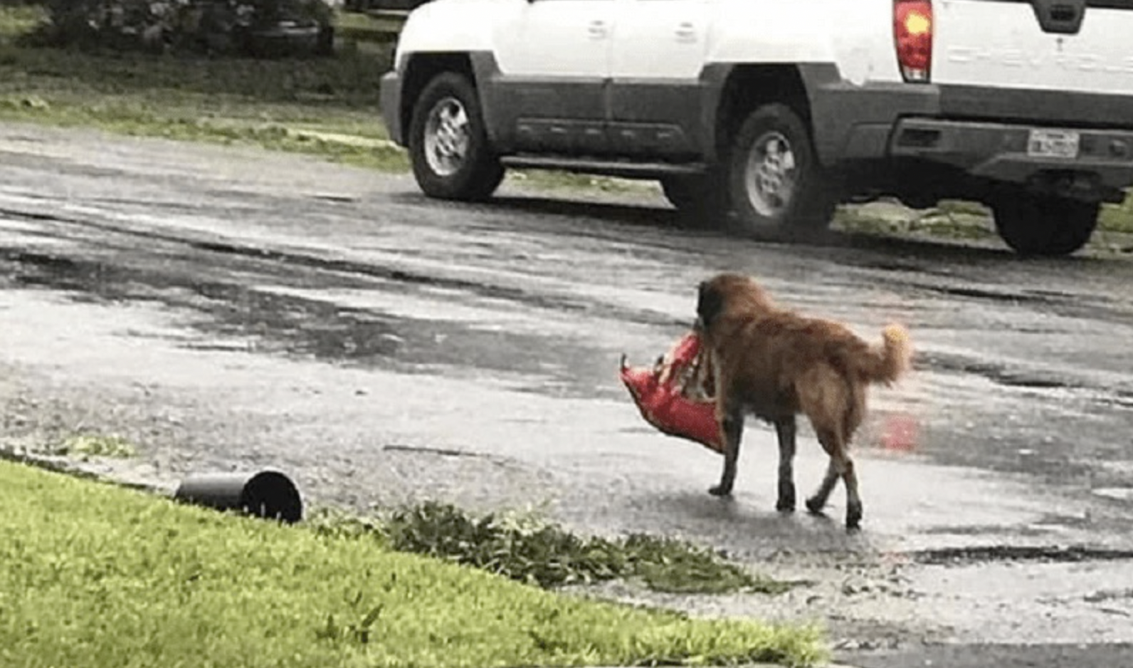 Un perro marrón con una bolsa roja en la boca | Fuente: Shutterstock
