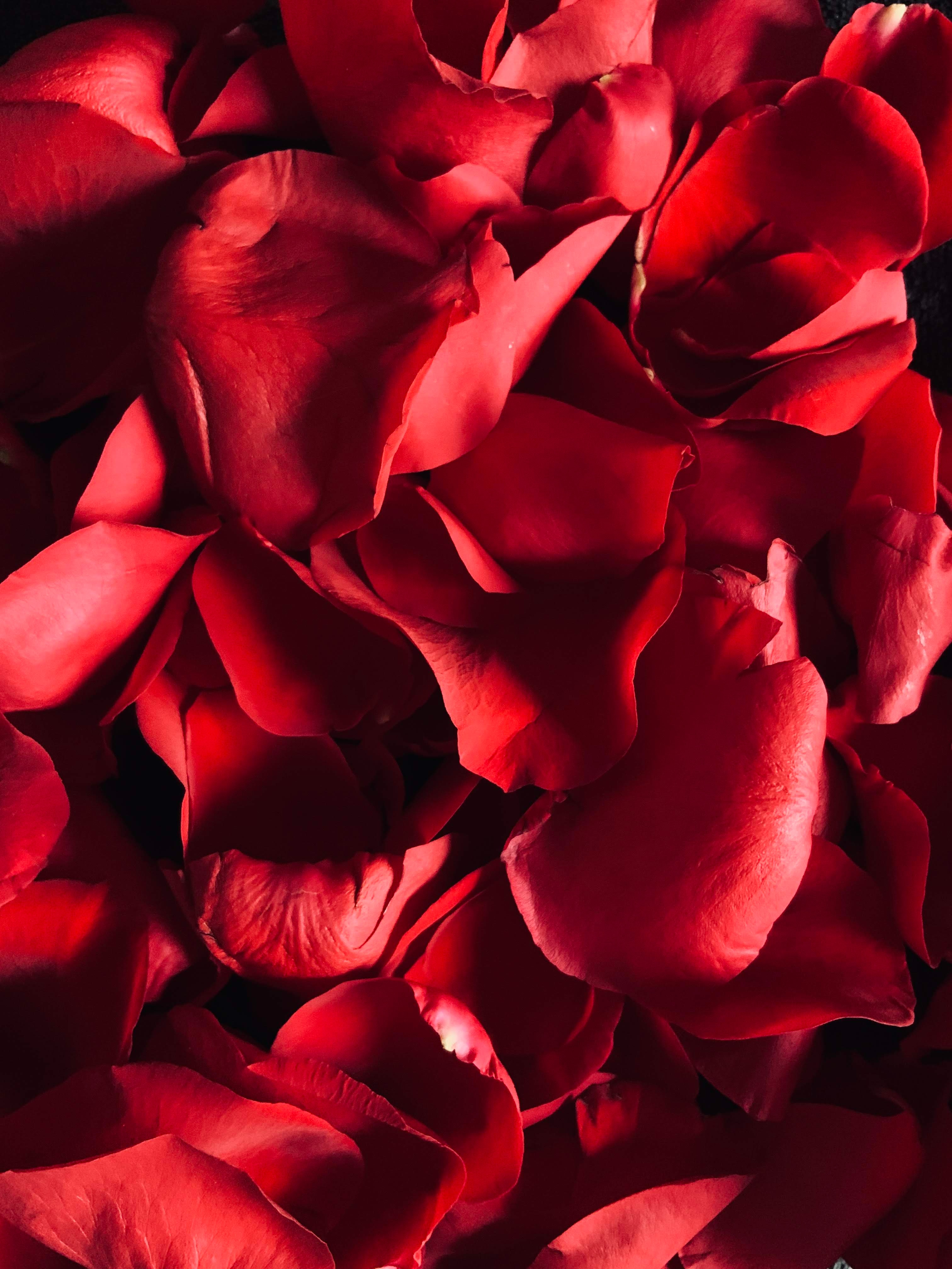 Red rose petals. | Source: Unsplash