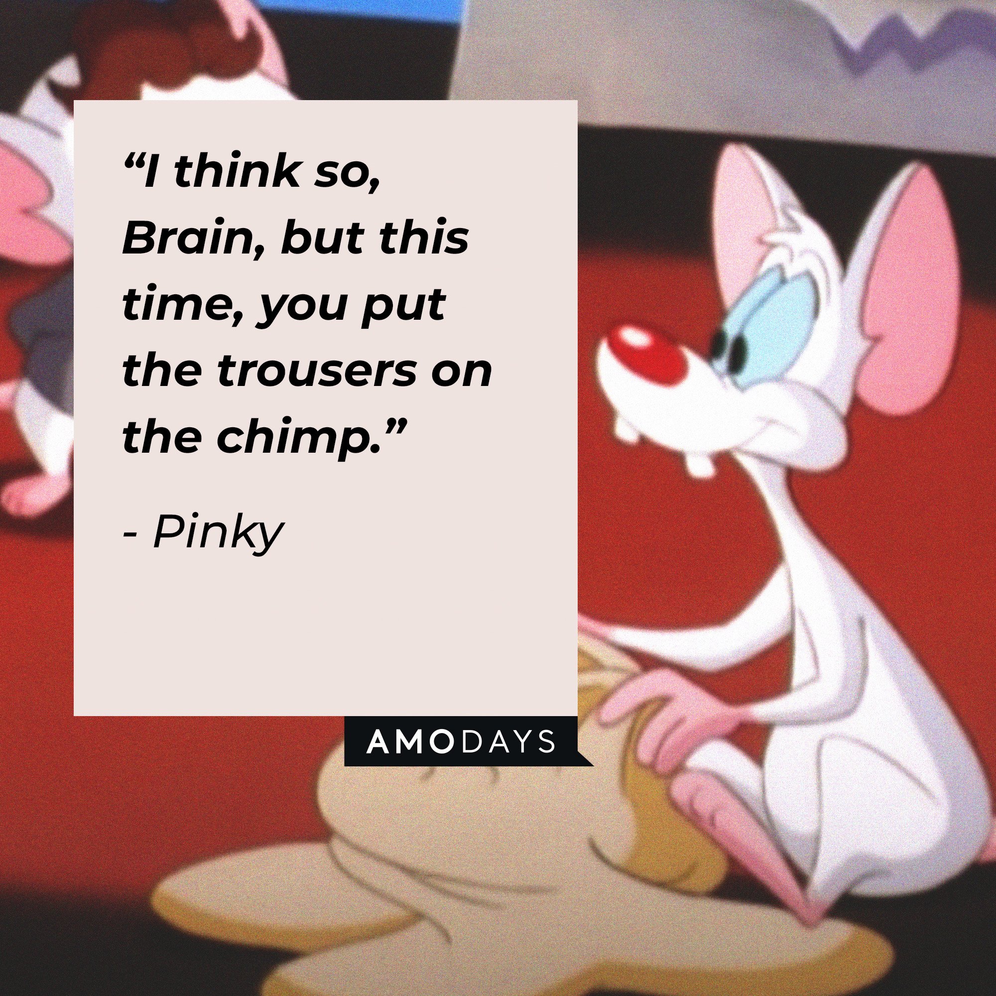 Pinky's quote: “I think so, Brain, but this time, you put the trousers on the chimp.” | Image: AmoDays