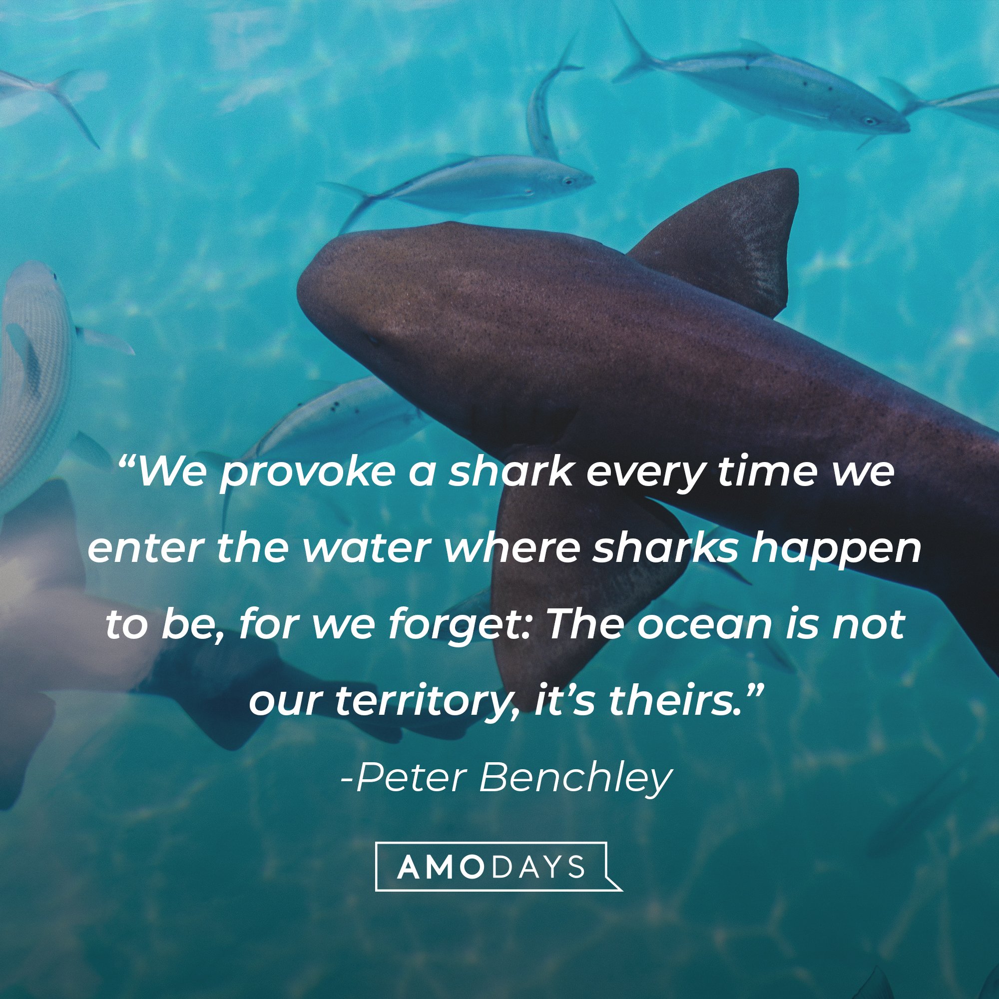 Peter Benchley's quote: “We provoke a shark every time we enter the water where sharks happen to be, for we forget: The ocean is not our territory, it’s theirs.” | Image: AmoDays