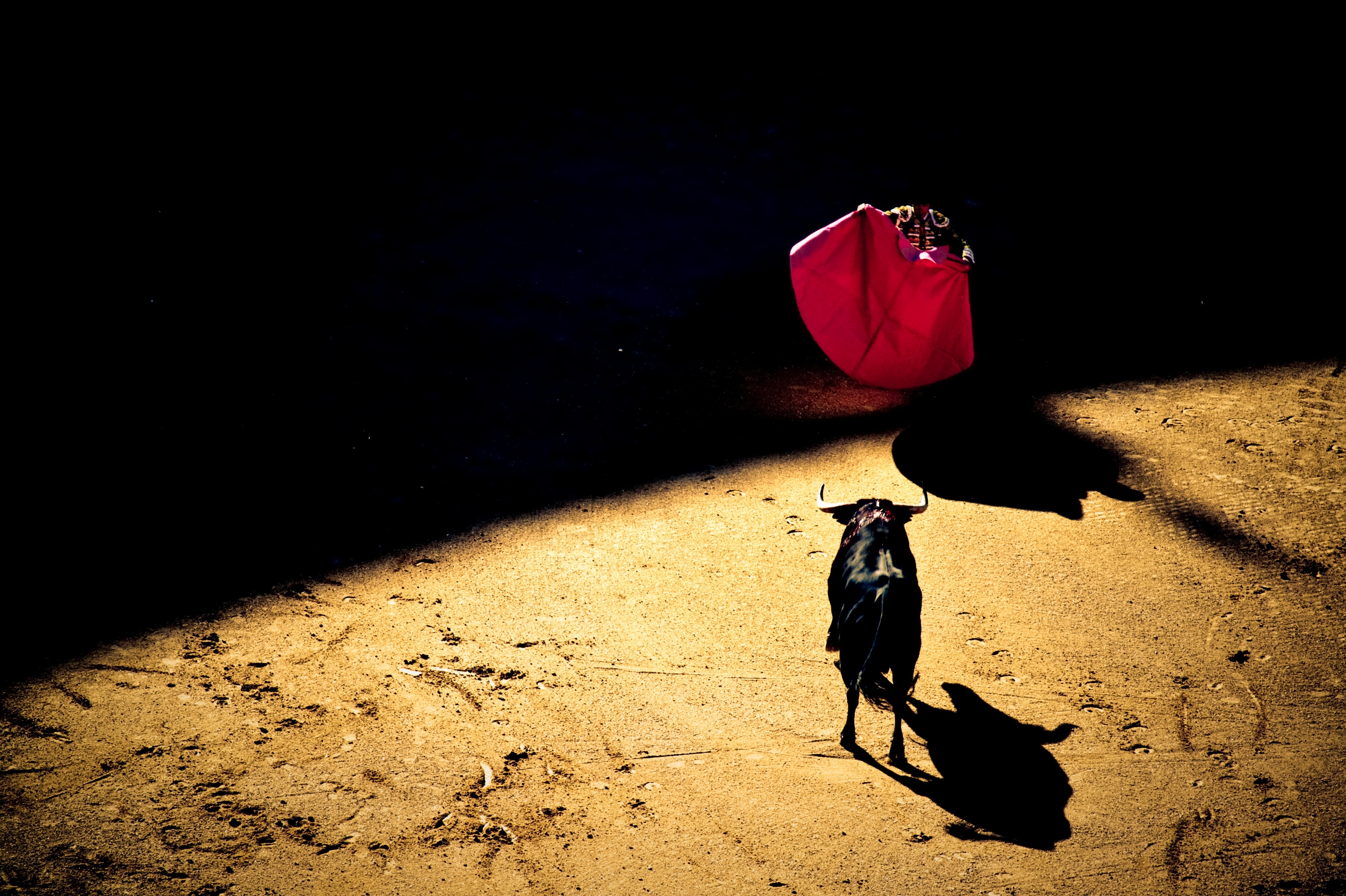 A matador holding a red flag up in front of a bull.│Source: Unsplash