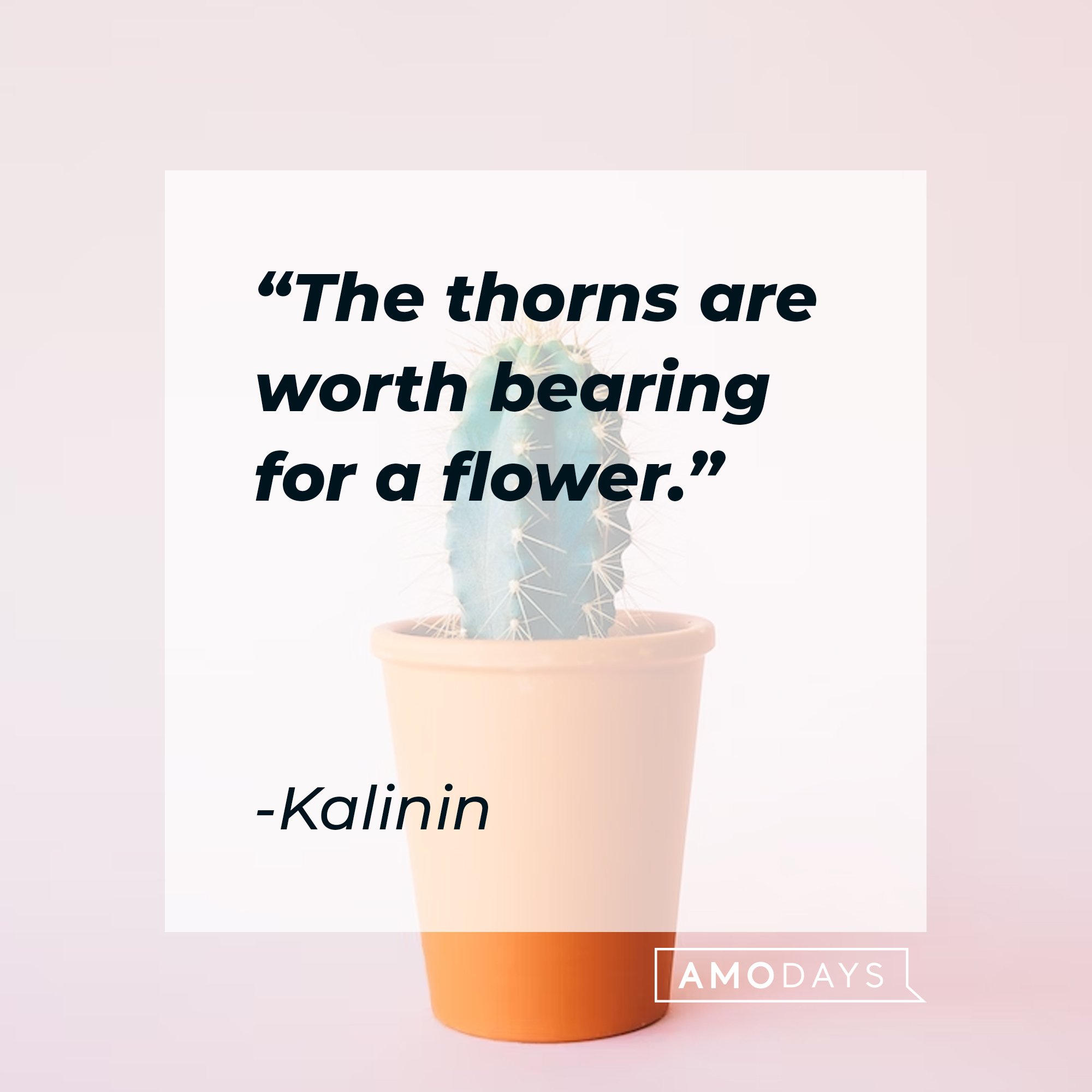  Kalinin’s quote: “The thorns are worth bearing for a flower." | Image: AmoDays