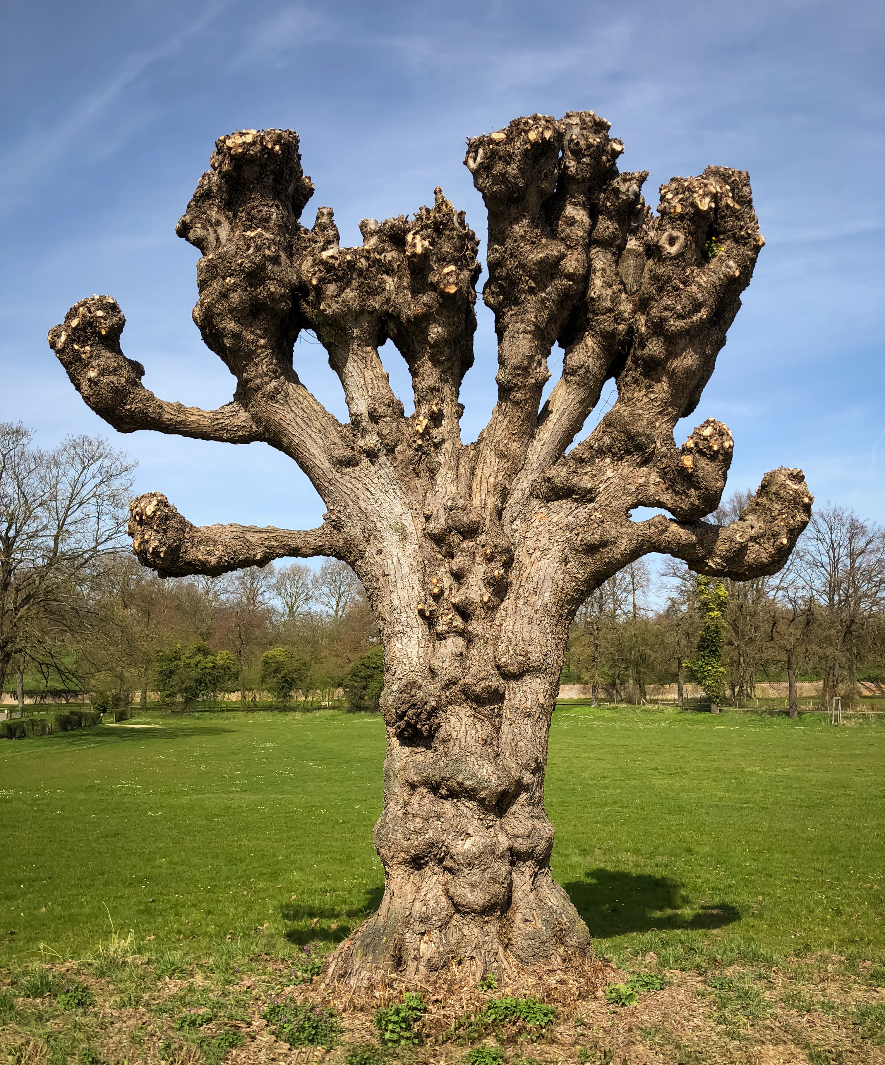 A bare old tree | Source: Shutterstock