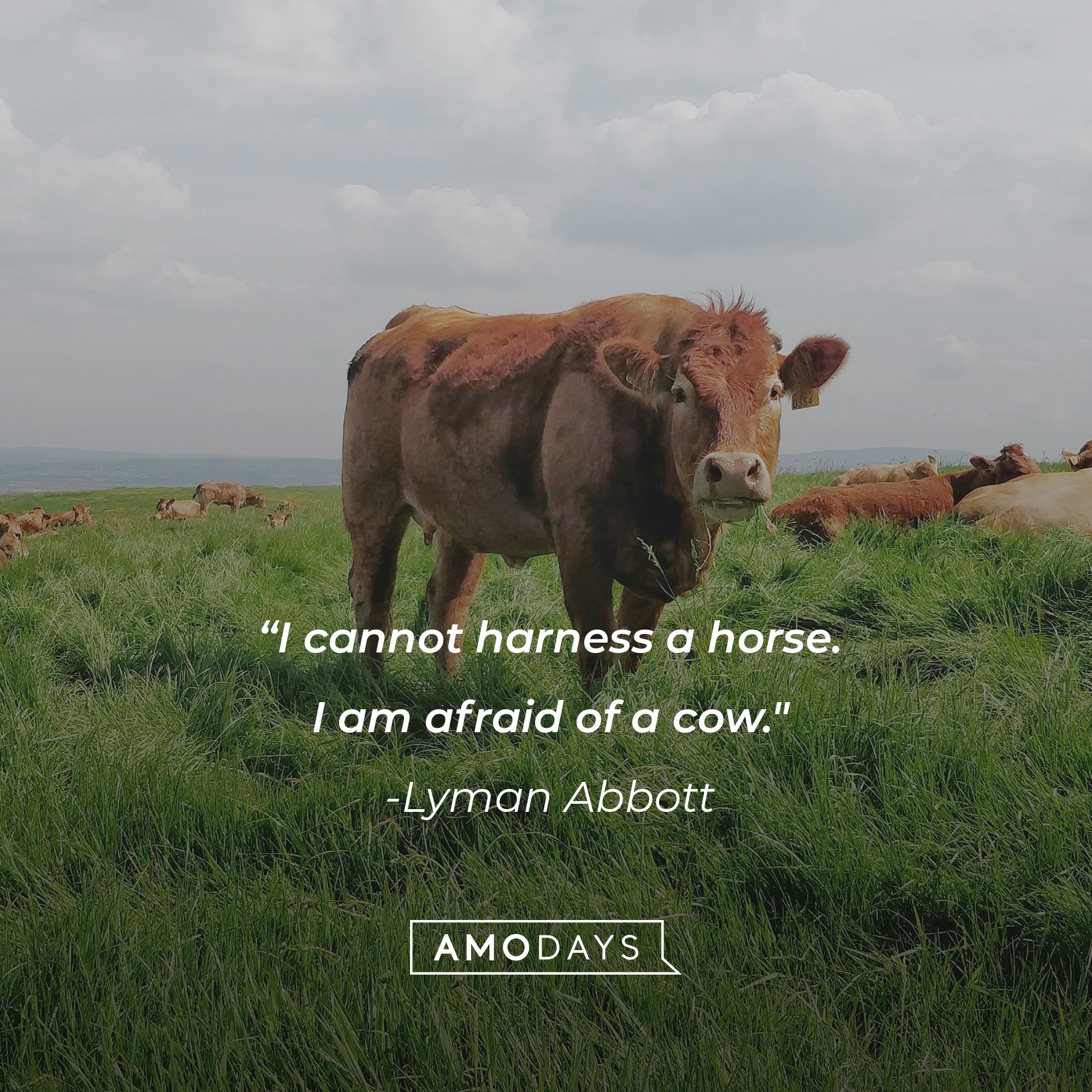 Lyman Abbott’s quote: “I cannot harness a horse. I am afraid of a cow." | Image: AmoDays