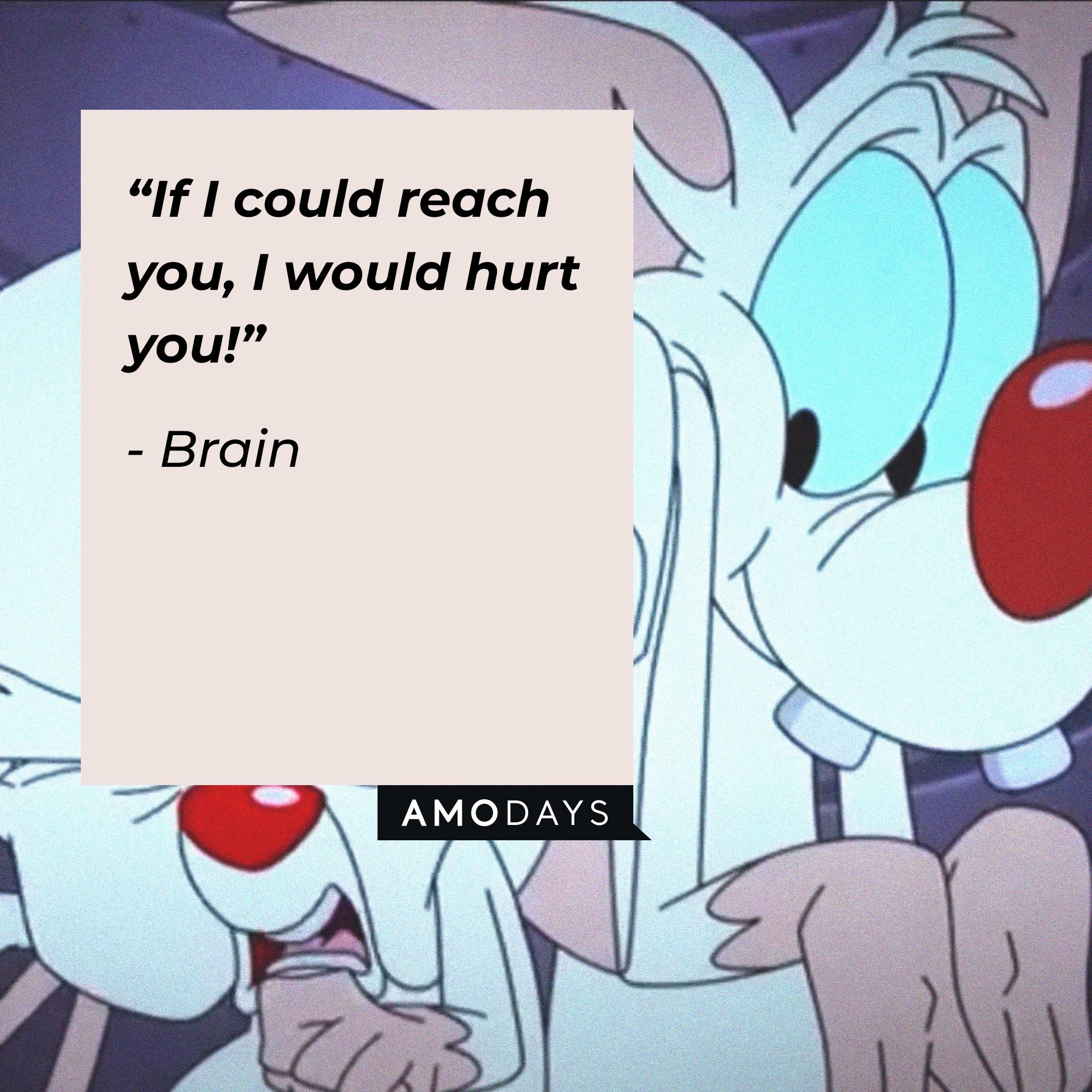  Brain's quote: “If I could reach you, I would hurt you!”| Image: AmoDays