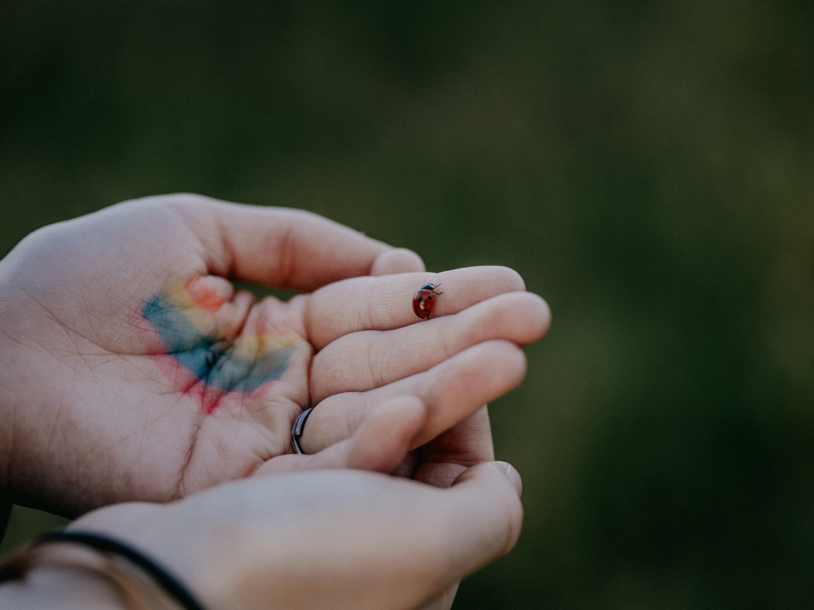 A woman's hands holding a ladybug. | Source: Unsplash