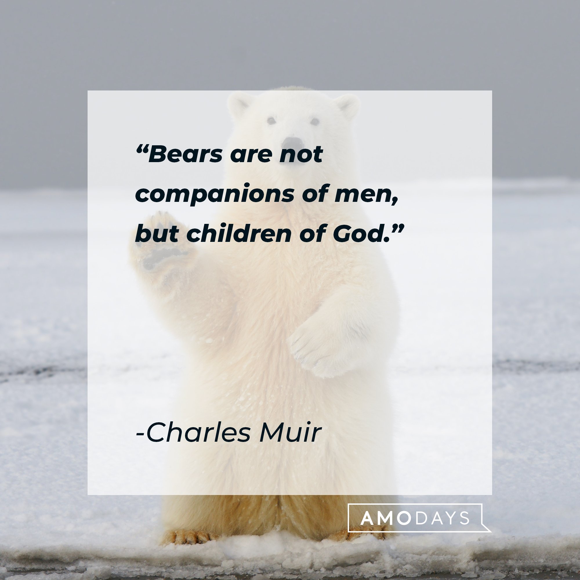 Charles Muir’s quote: "Bears are not companions of men, but children of God." | Image: AmoDays