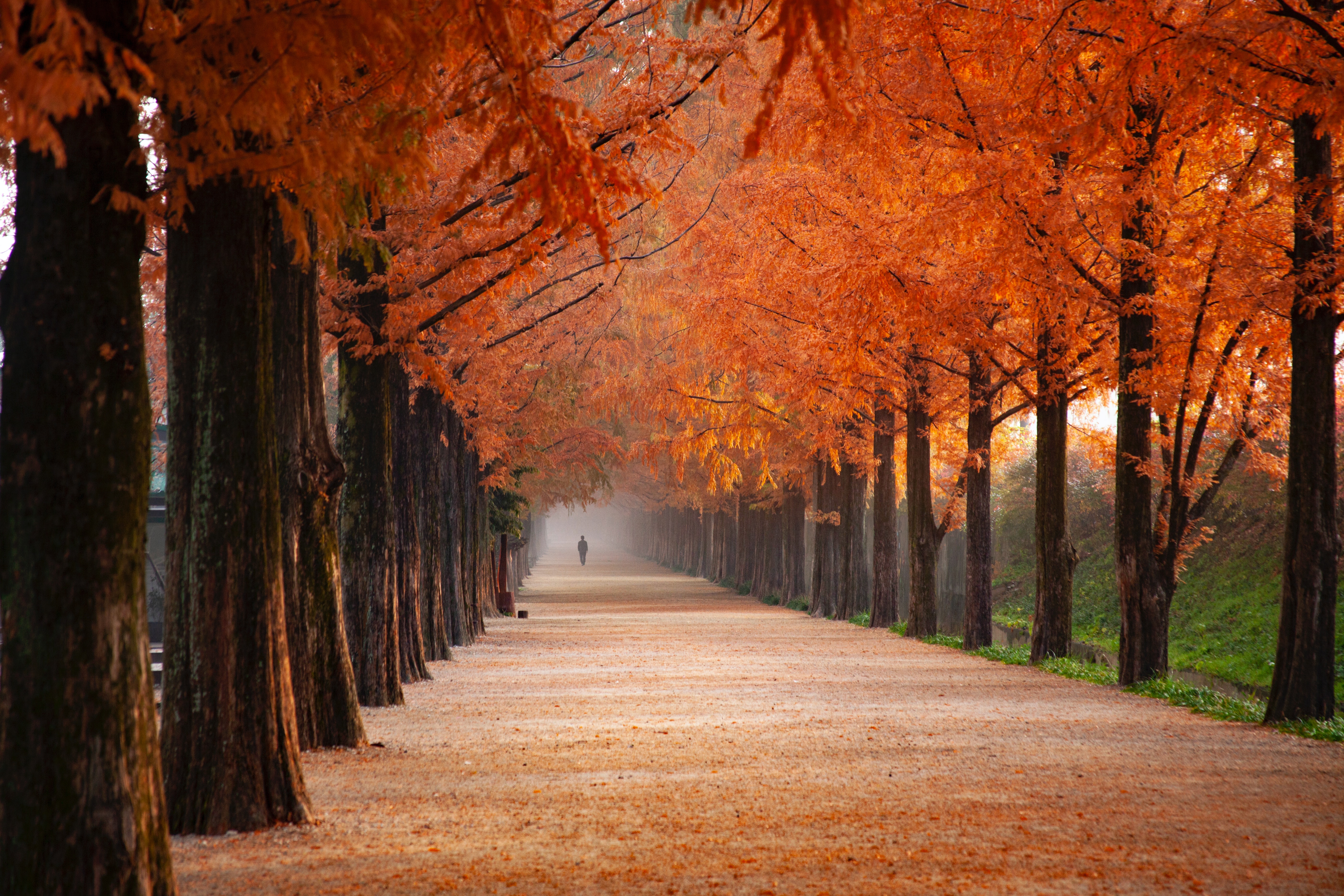 Autumn trees.│Source: Pexels