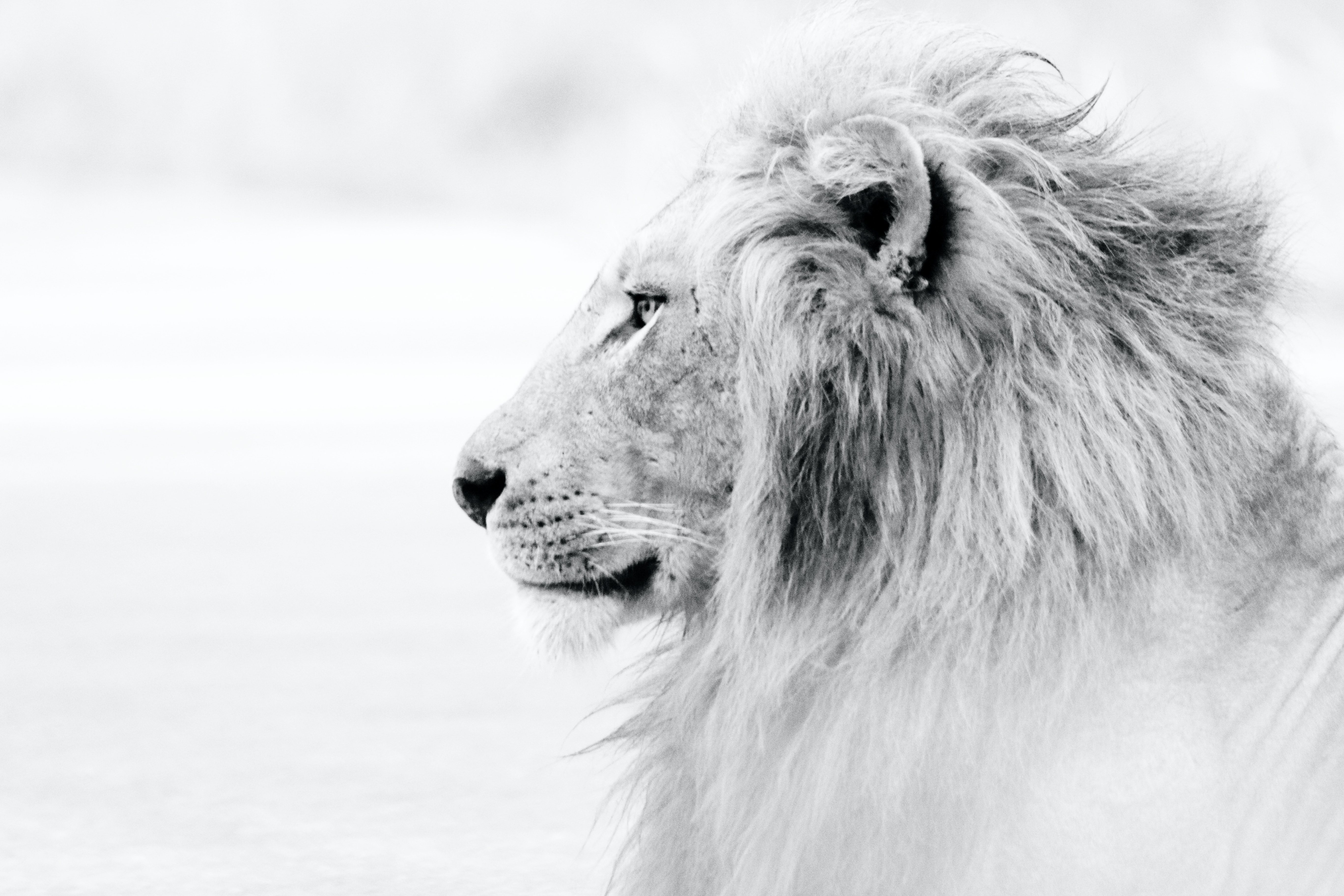 A lion. │Source: Unsplash