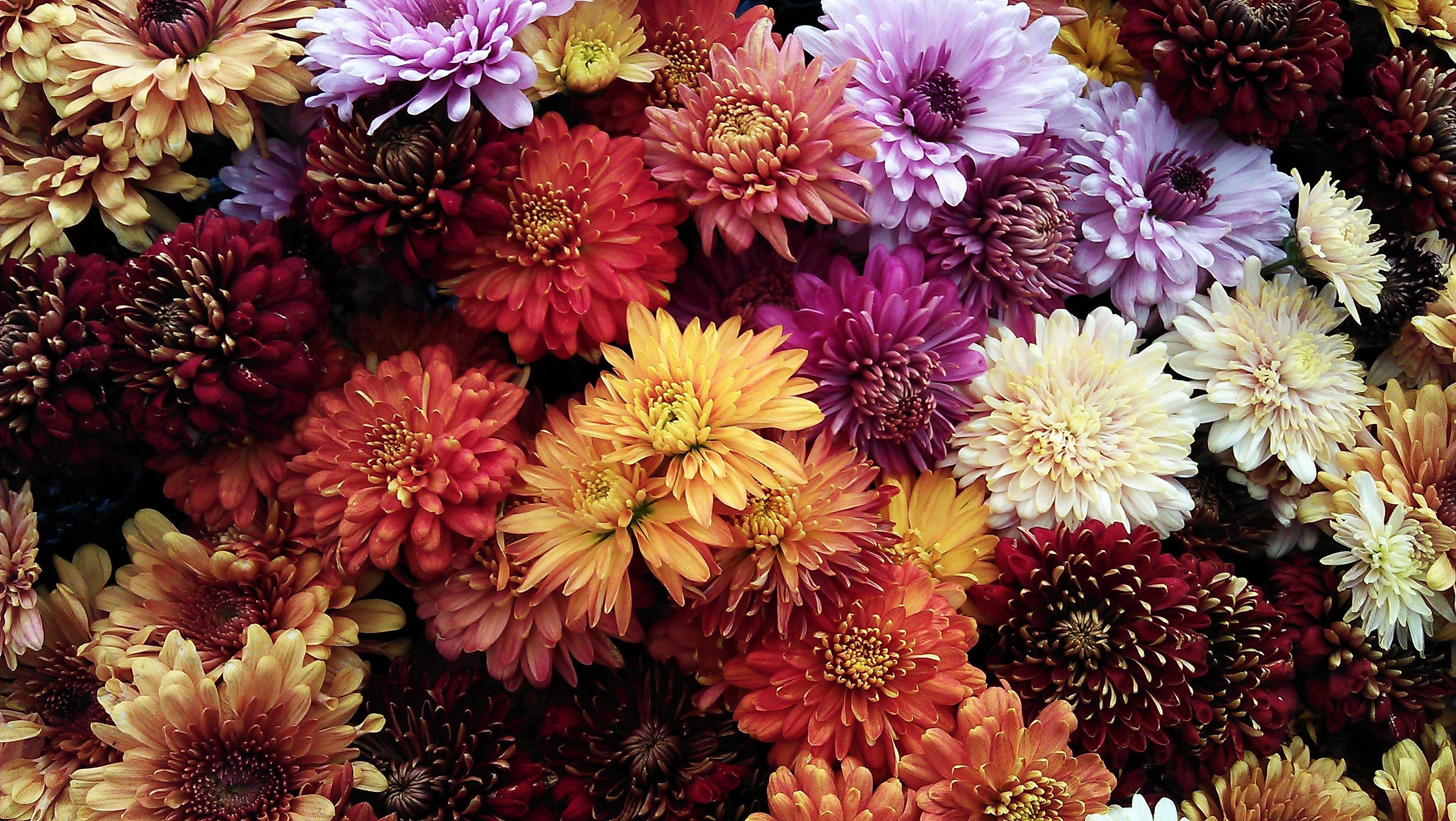 Chrysanthemum | Source: Unsplash