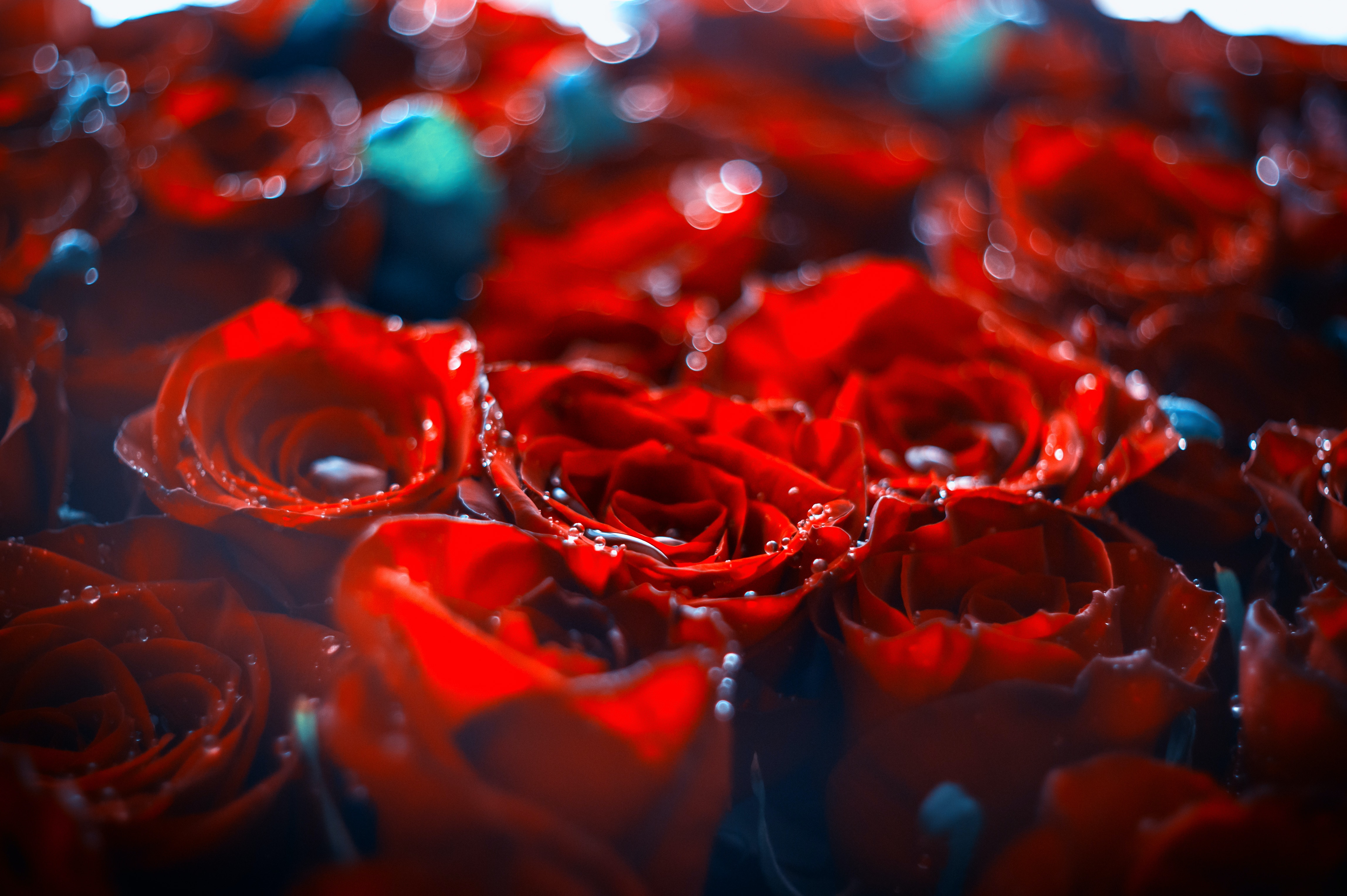 Red roses. | Source: Unsplash