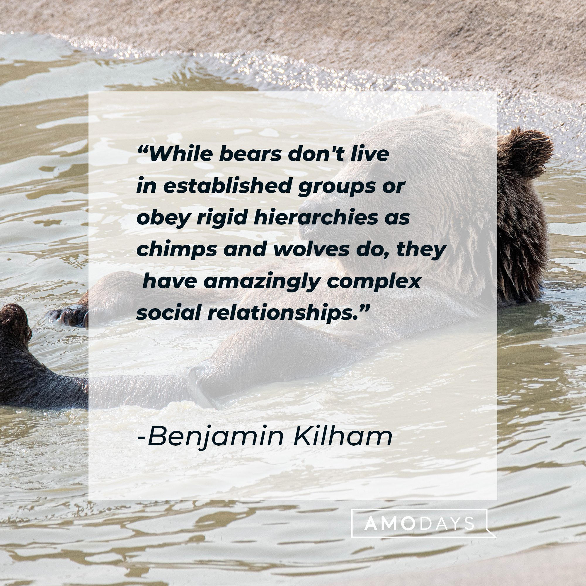 Benjamin Kilham’s quote: "While bears don't live in established groups or obey rigid hierarchies as chimps and wolves do, they have amazingly complex social relationships."  | Image: AmoDays