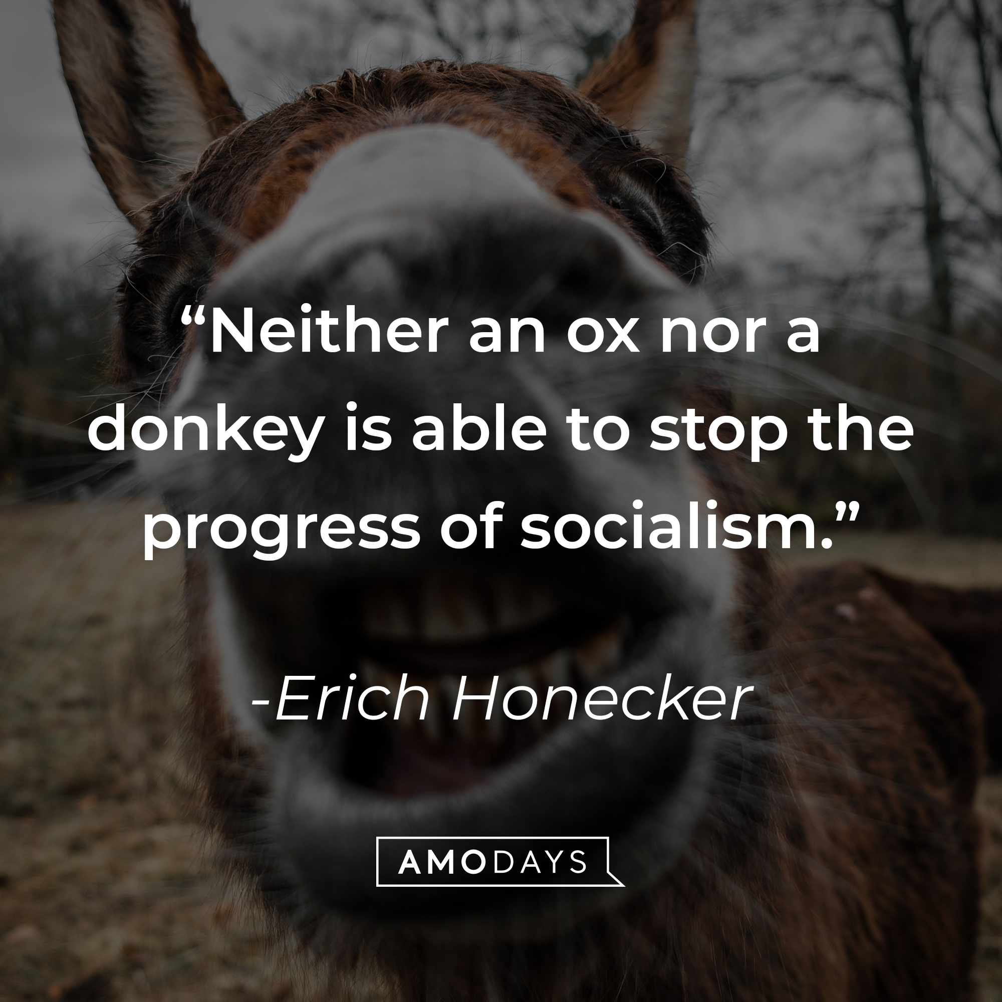 Erich Honecker's quote: "Neither an ox nor a donkey is able to stop the progress of socialism." | Source: Unsplash
