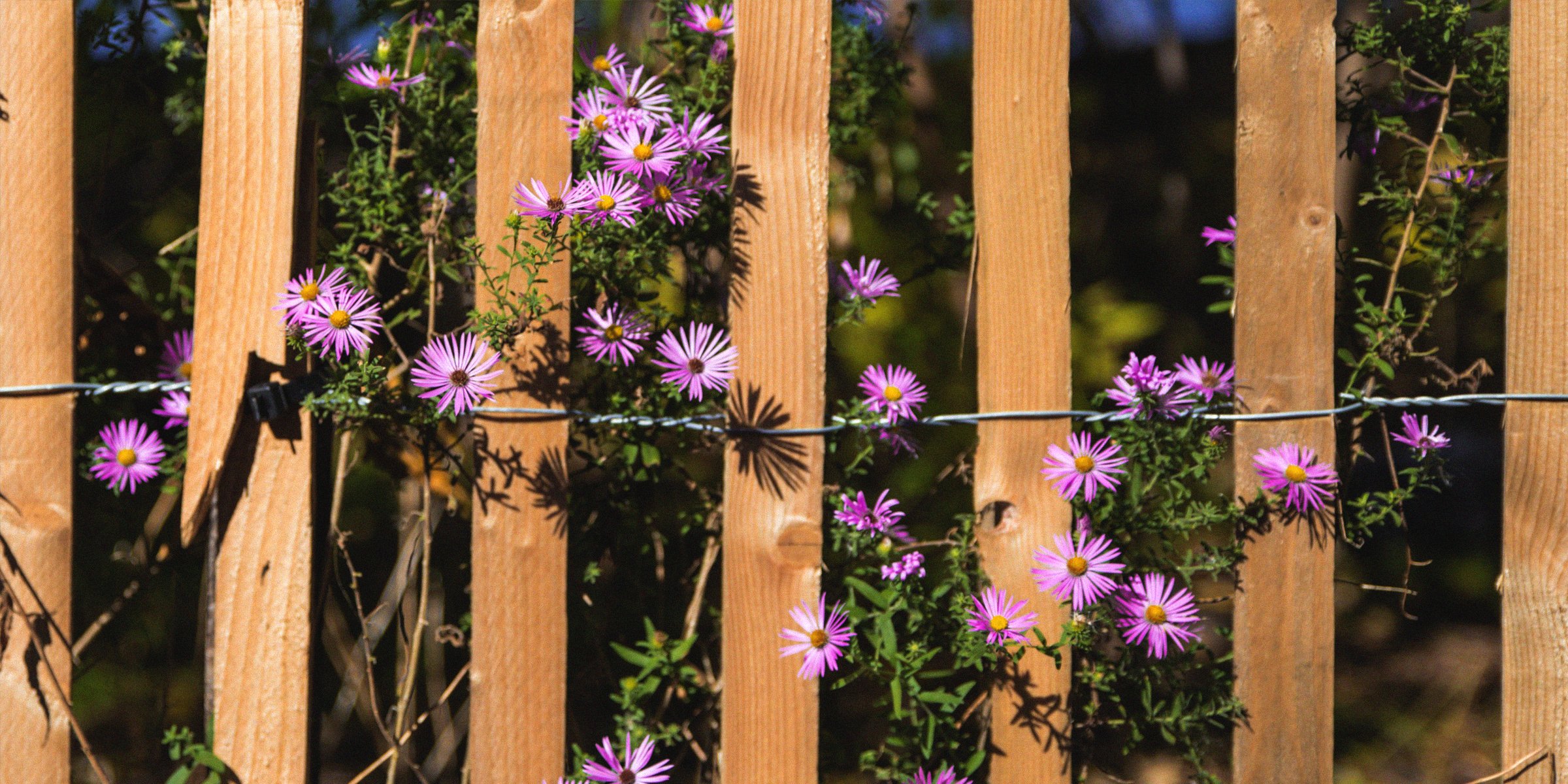 Unsplash | Flowers on a fence