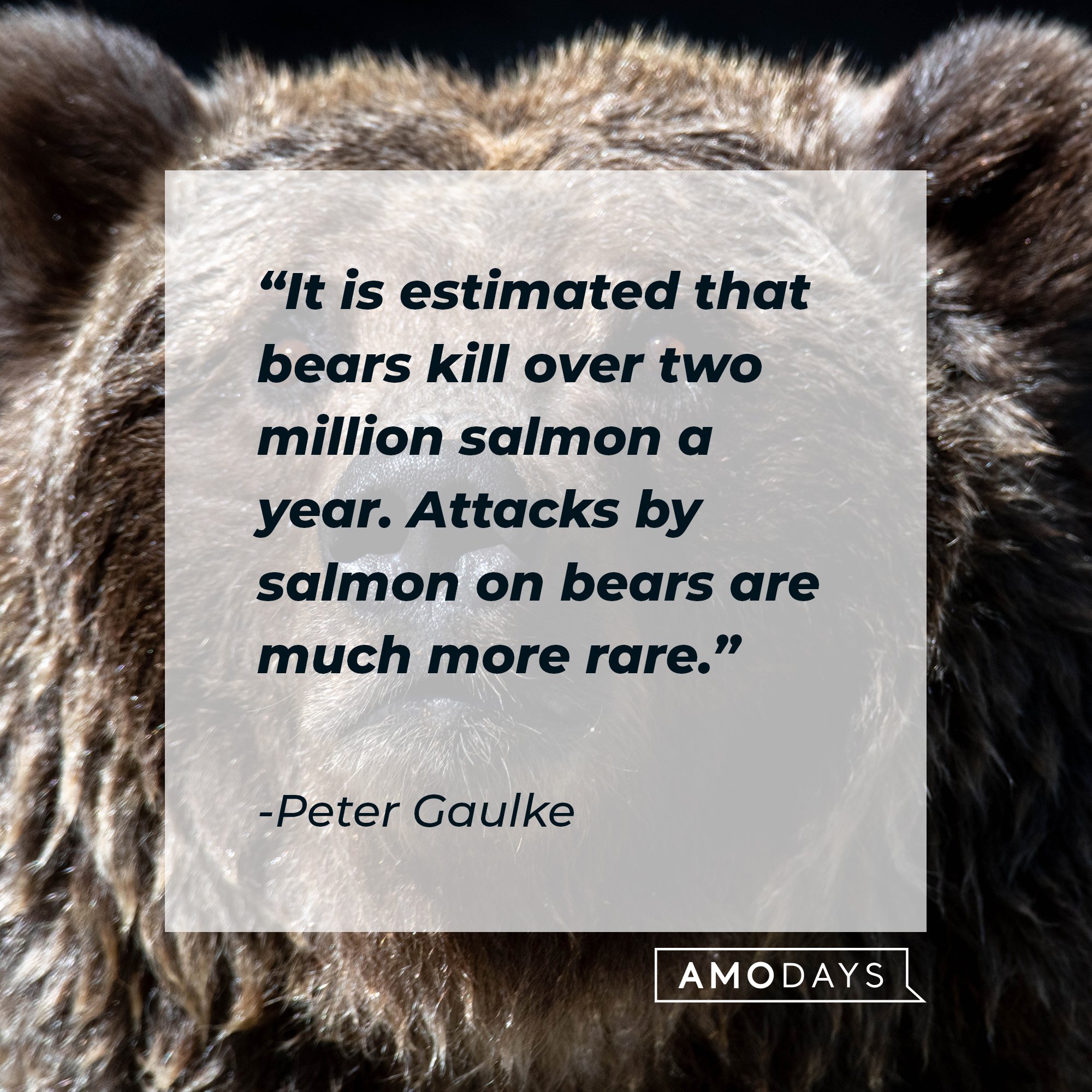 Peter Gaulke’s quote: "It is estimated that bears kill over two million salmon a year. Attacks by salmon on bears are much more rare." | Image: AmoDays