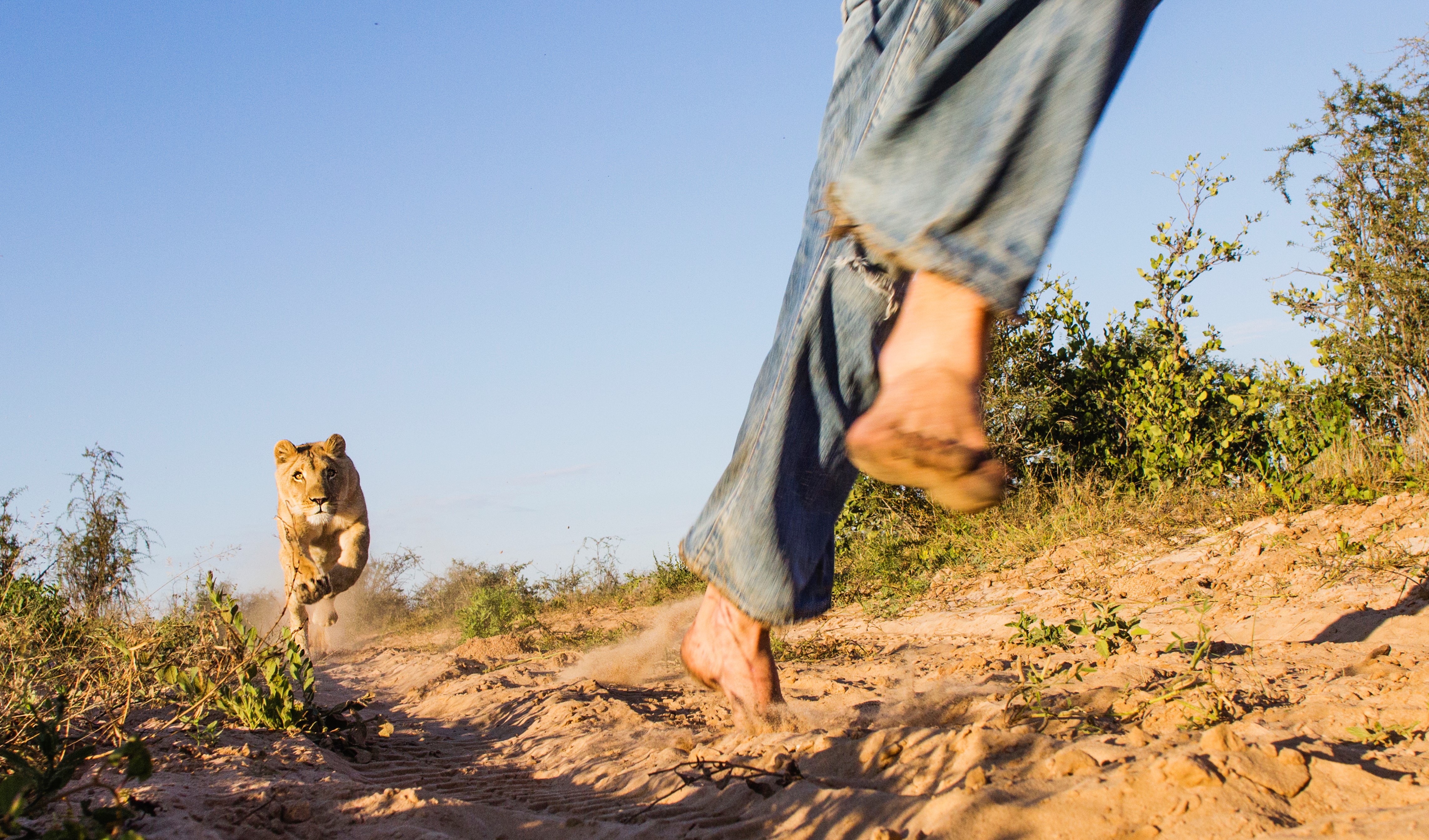 Valentin Gruener with a lioness he hand raised from a small dying cub to a healthy adult in Grasslands Private Reserve, Kalahari Desert, Botswana. | Source: Getty Images