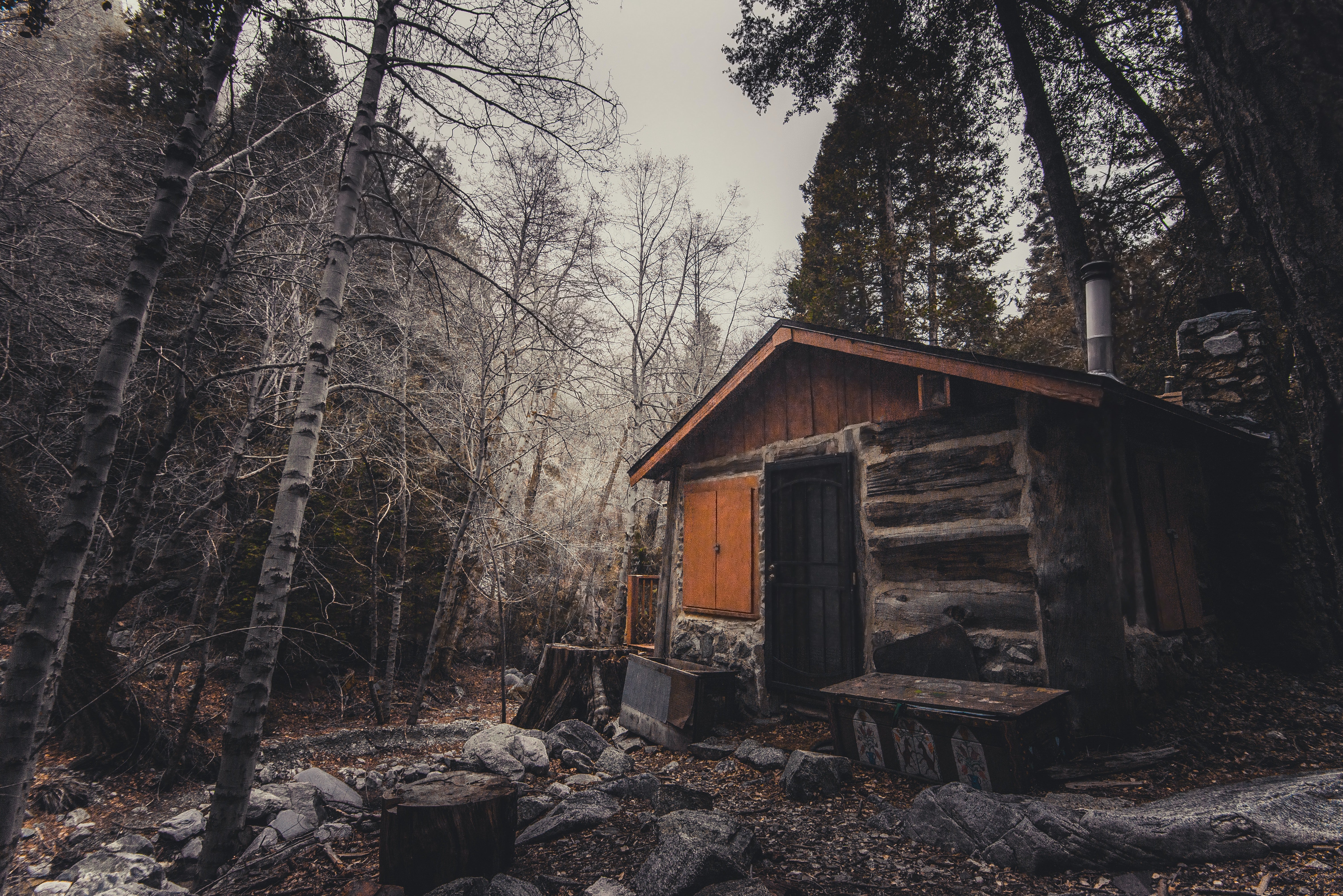 Caroline was curious as to why Luke lived in the middle of the forest. | Source: Pexels