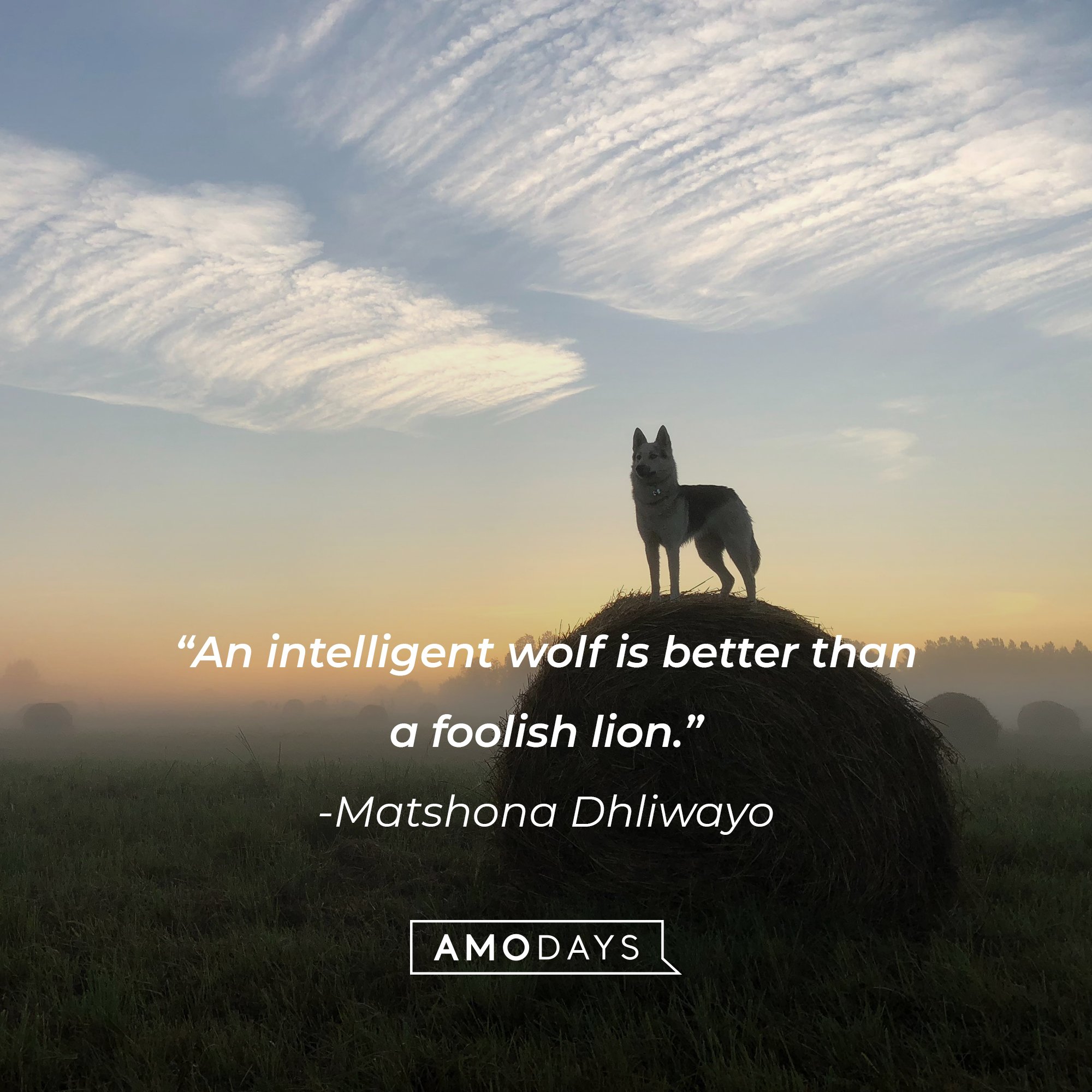 Matshona Dhliwayo's quote: “An intelligent wolf is better than a foolish lion.” | Image: AmoDays