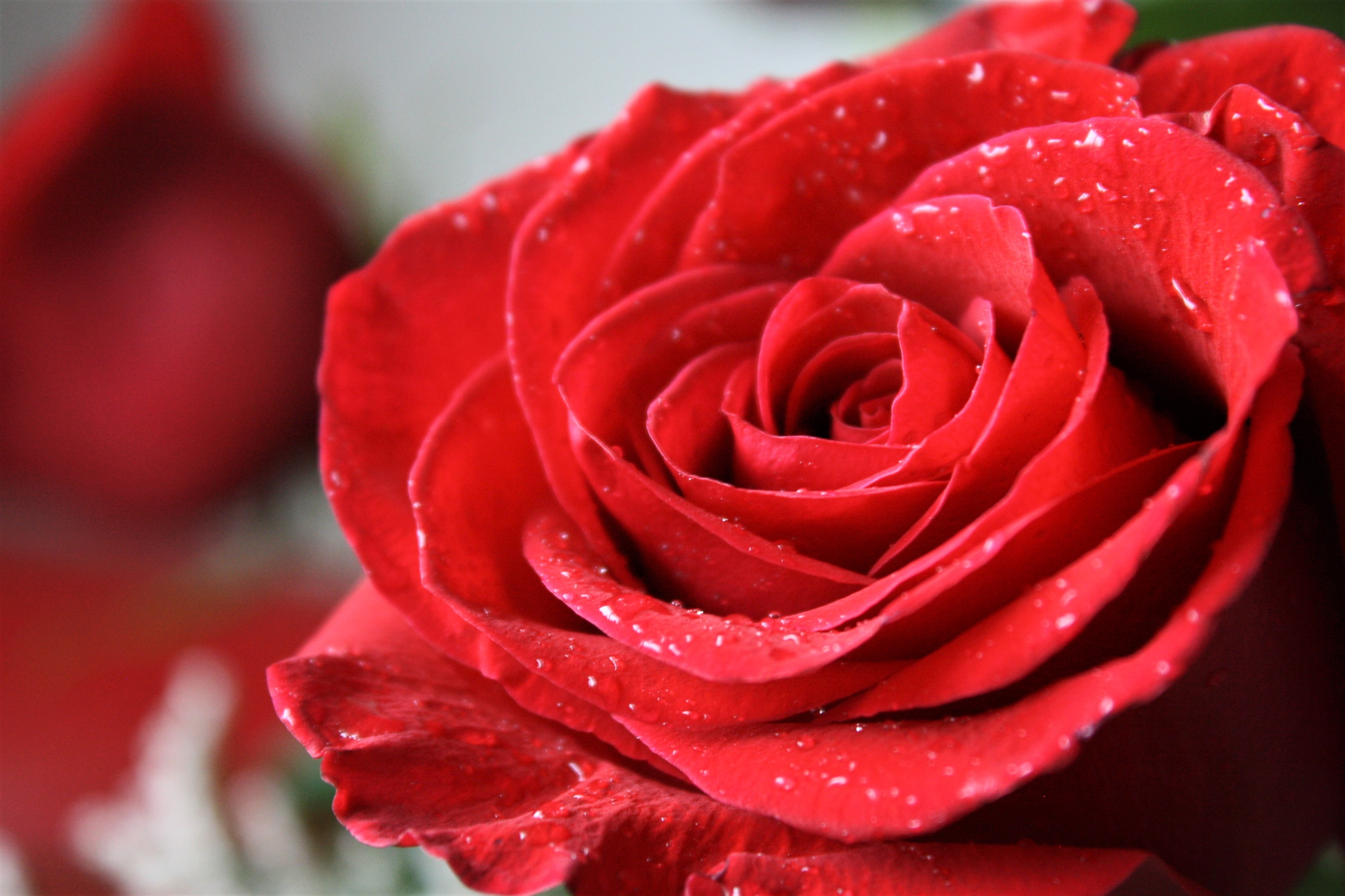 A red rose. | Source: Unsplash