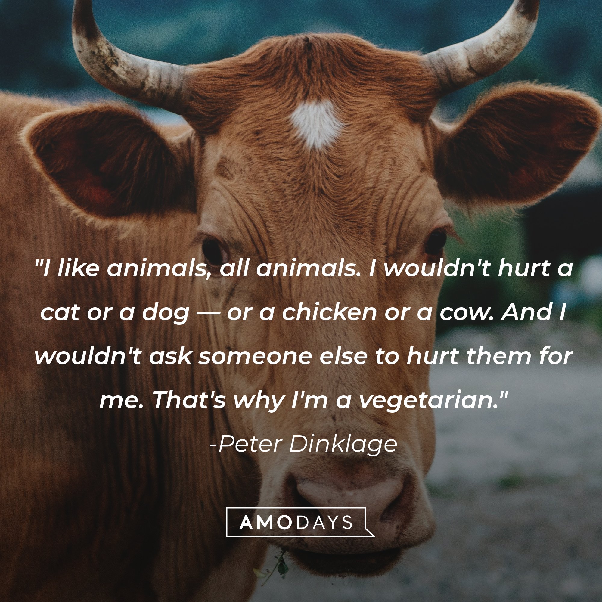   Peter Dinklage’s quote: "I like animals, all animals. I wouldn't hurt a cat or a dog—or a chicken or a cow. And I wouldn't ask someone else to hurt them for me. That's why I'm a vegetarian." | Image: AmoDays